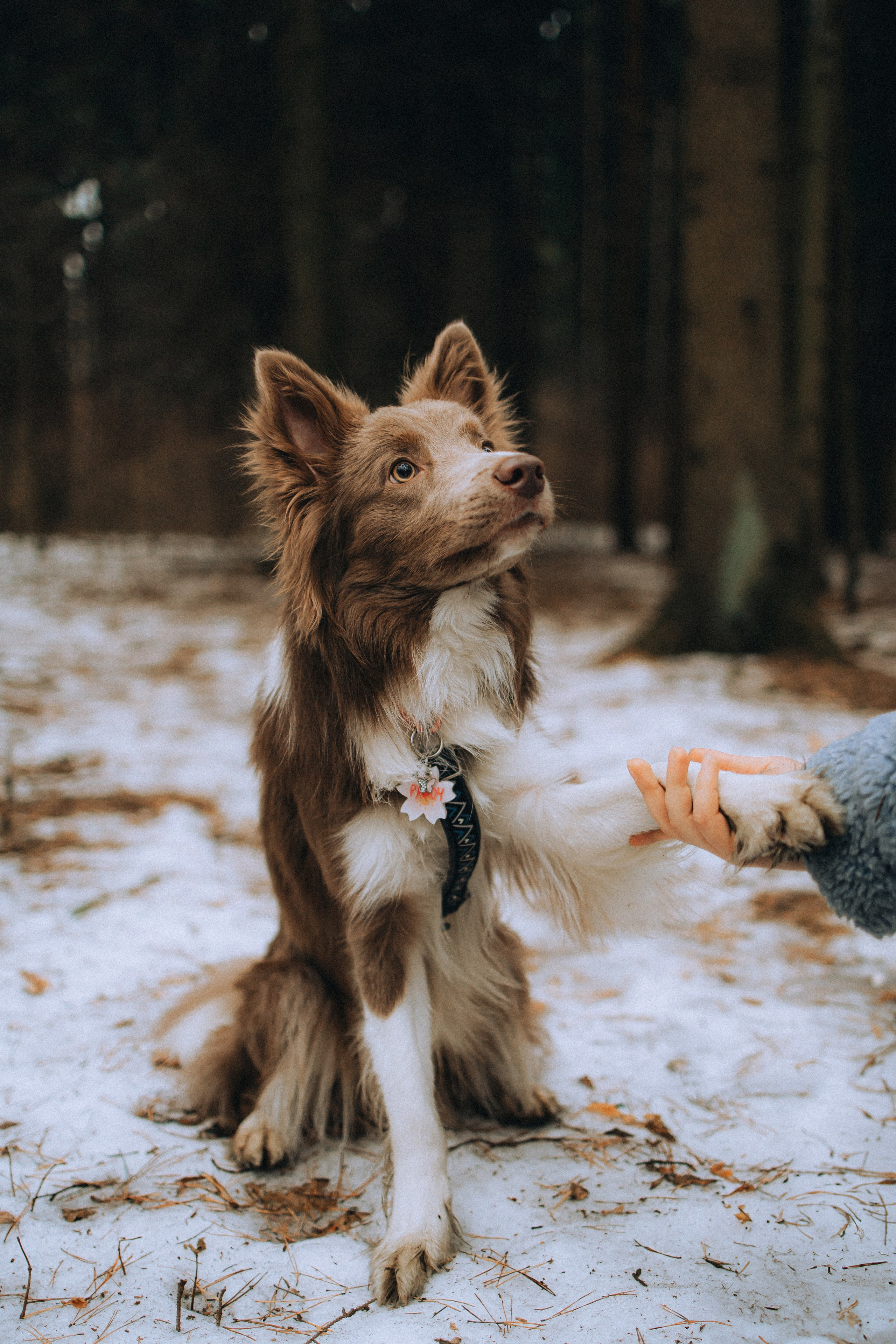 Полина, Милли и Паддингтон