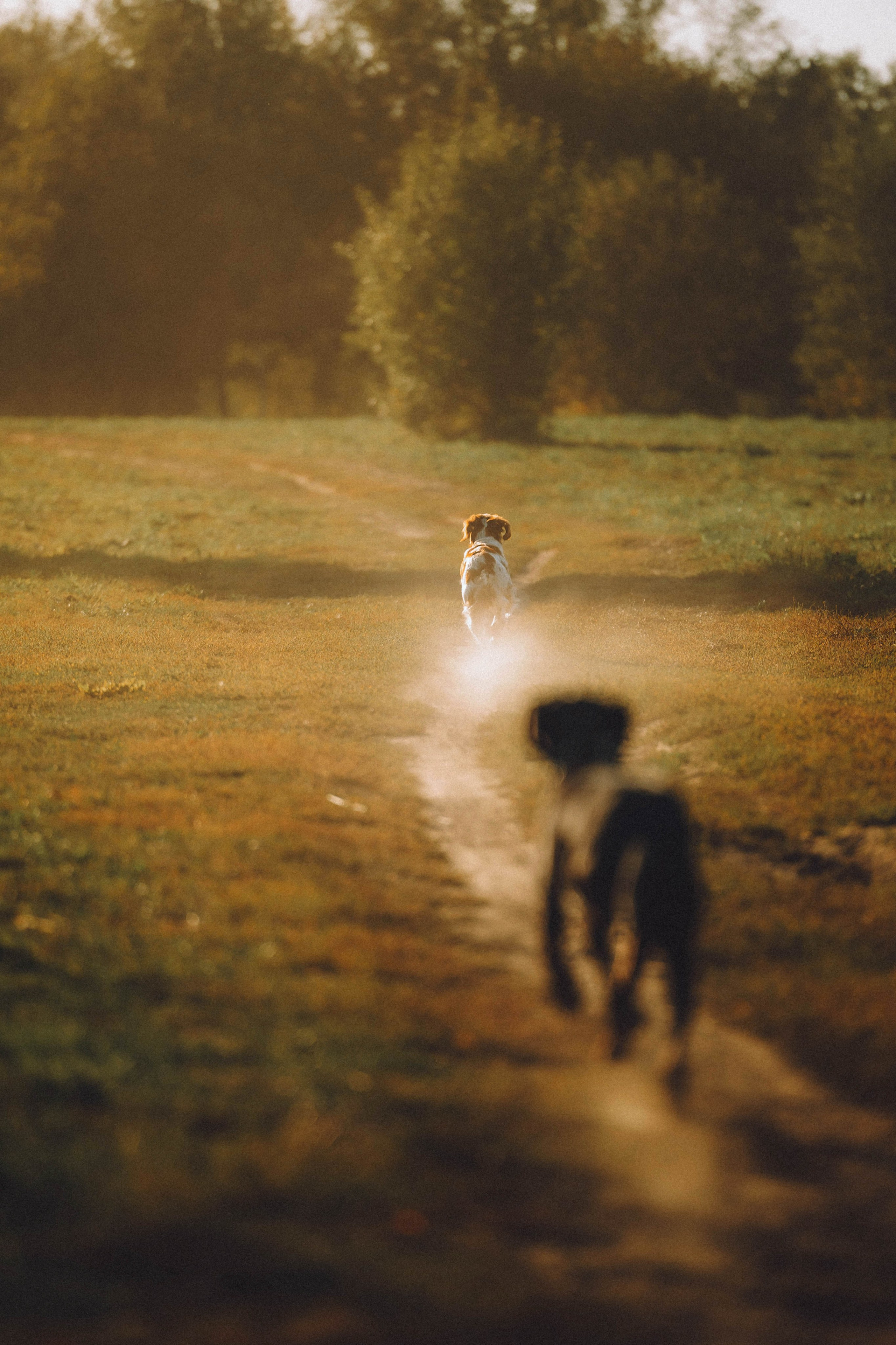 Камри и Пафи