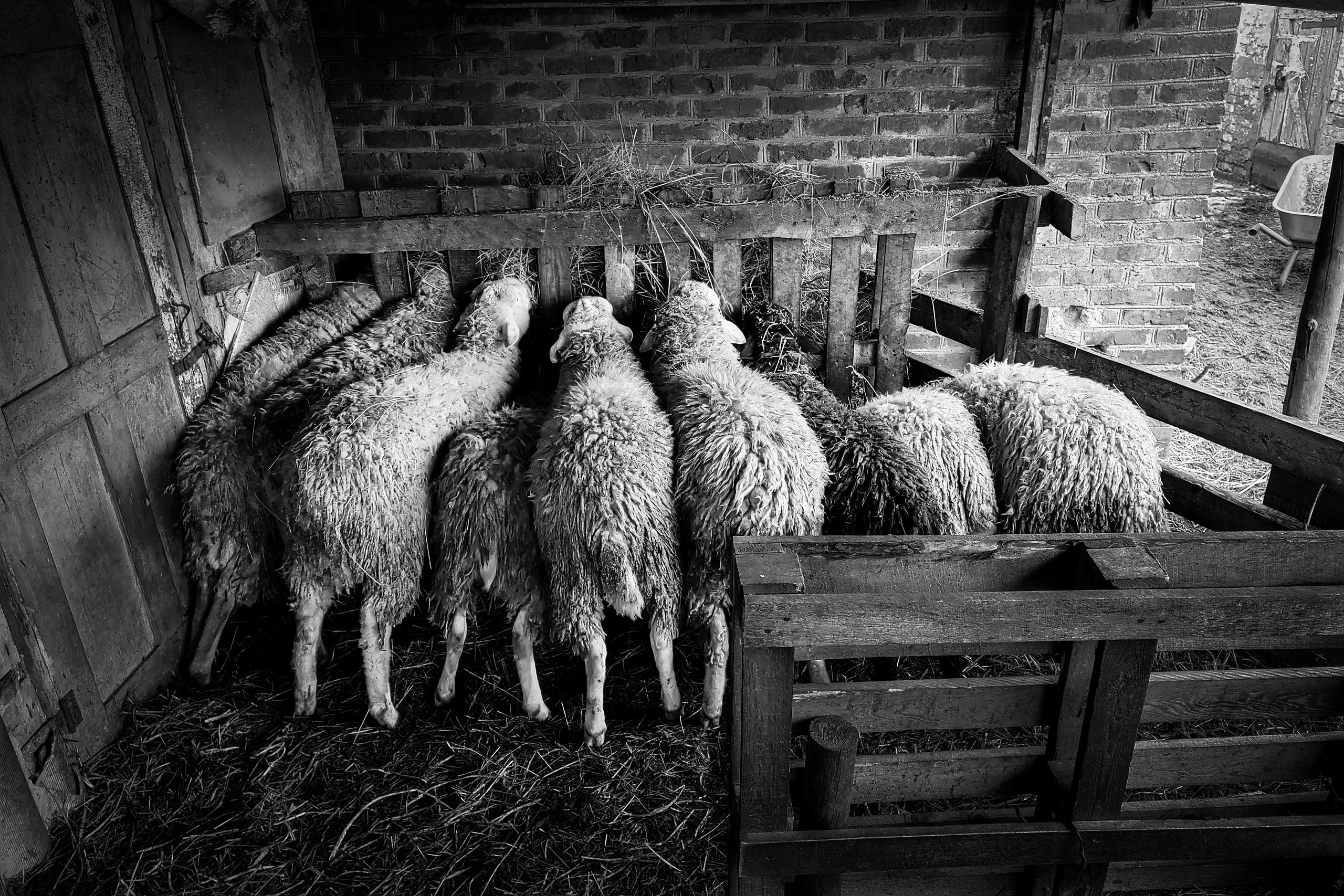 Ферма. Фотограф Антон Денисенко: Портрет, Документалистика, Пейзаж. Москва