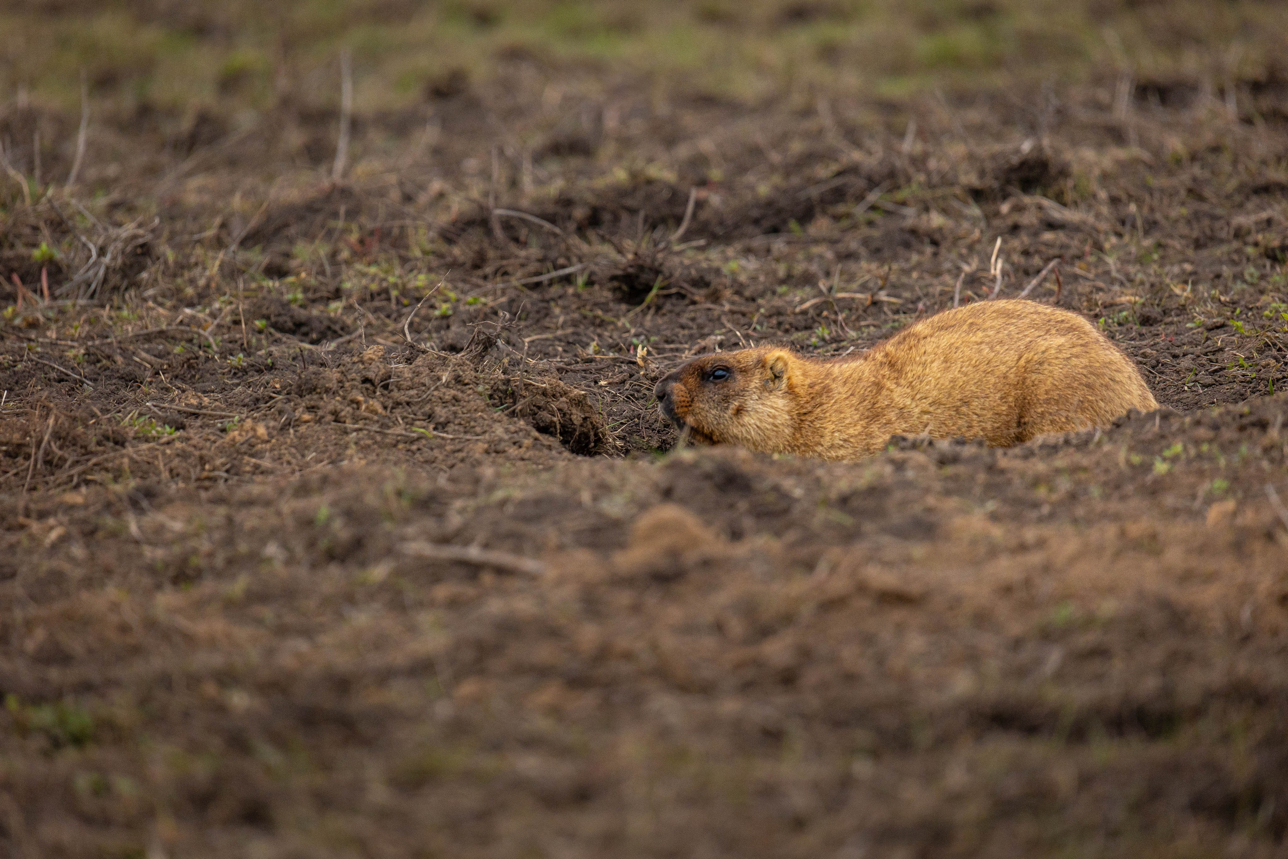 Дикий животный мир. Фотограф-АниМалист Анна Абрамова