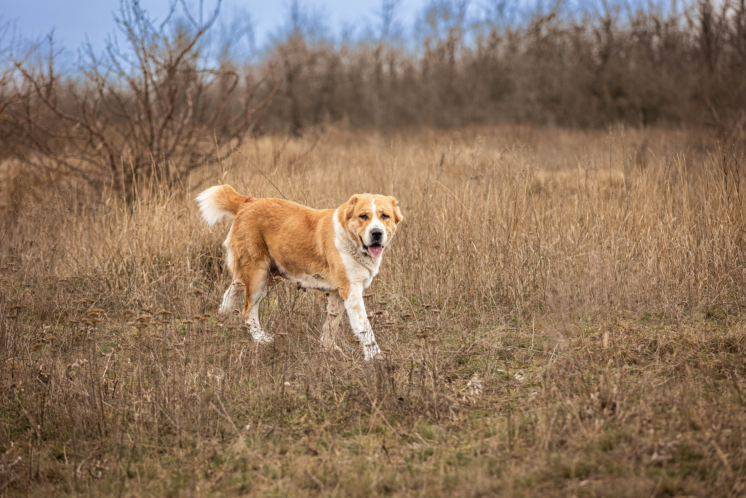Пальма. Фотограф-АниМалист Анна Абрамова