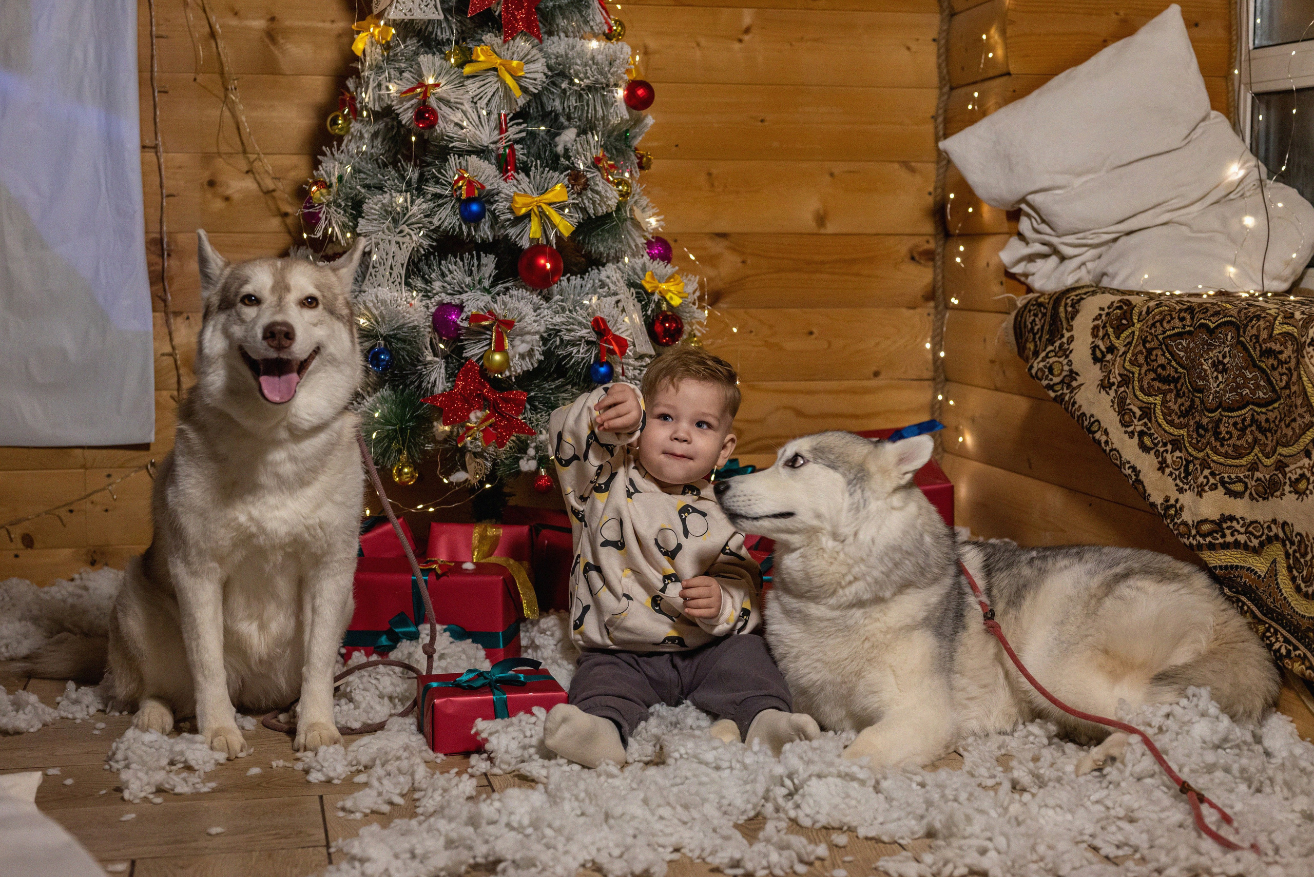 Фотопроект с хаски 2024 г. Фотограф в городе Салават