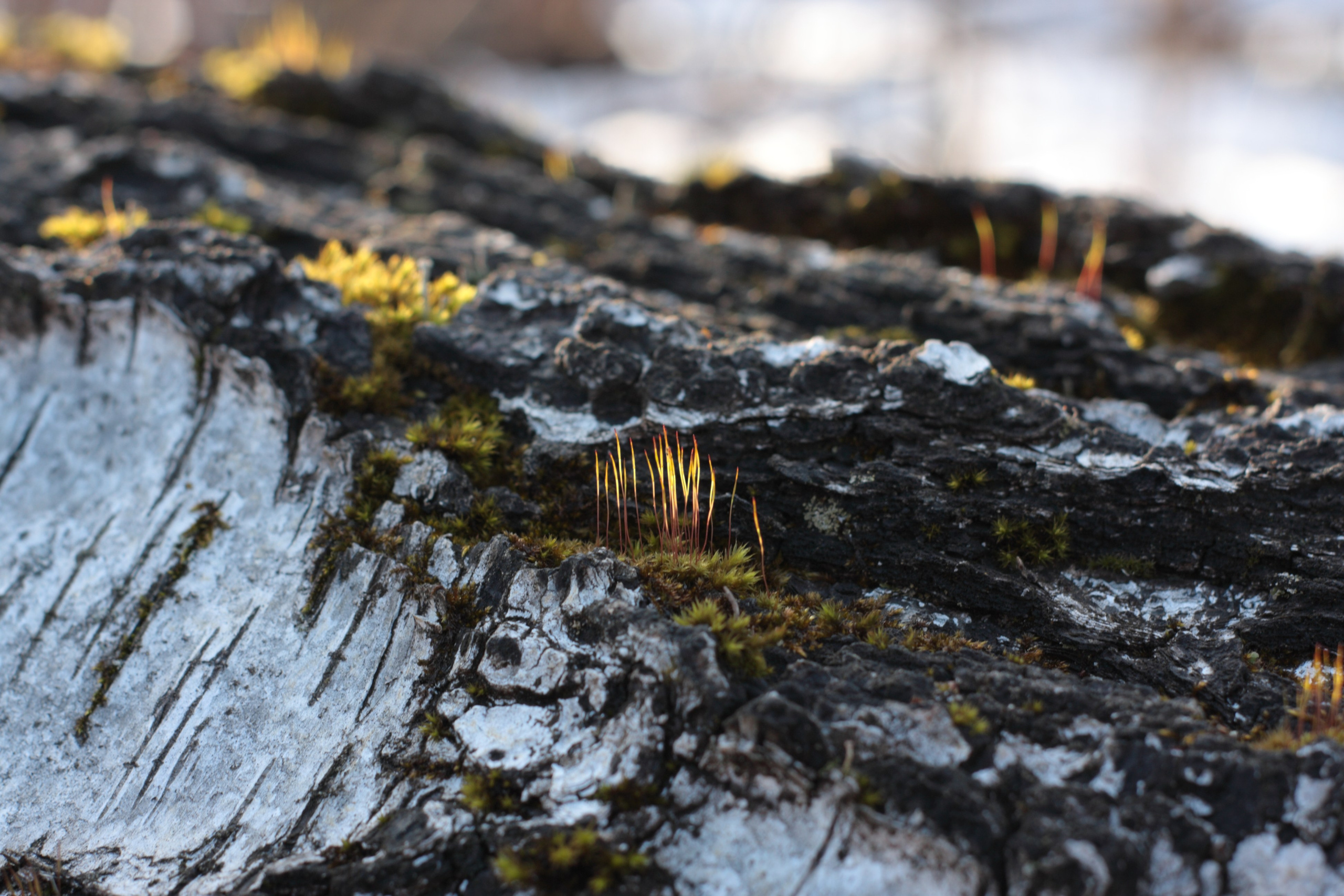 Старое природное, отбирала Katamount (Катерина Горохова). Главная