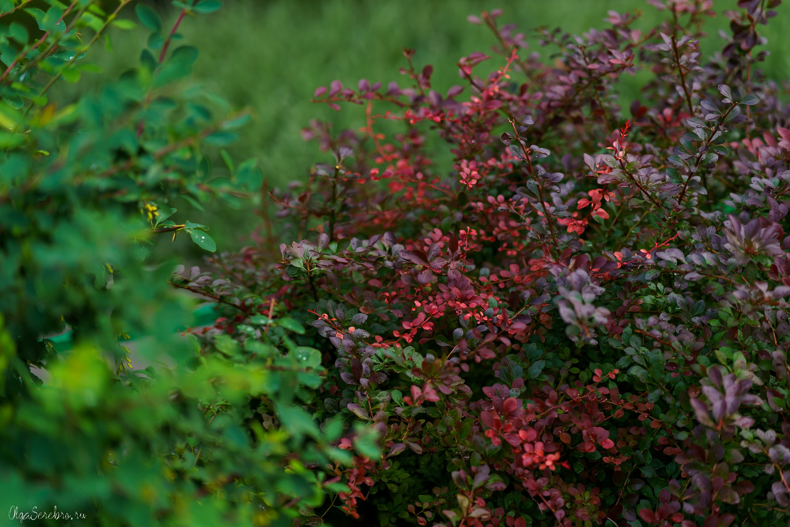 Клумба на Черкасской. Фотограф Челябинск · Ольга Серебрякова