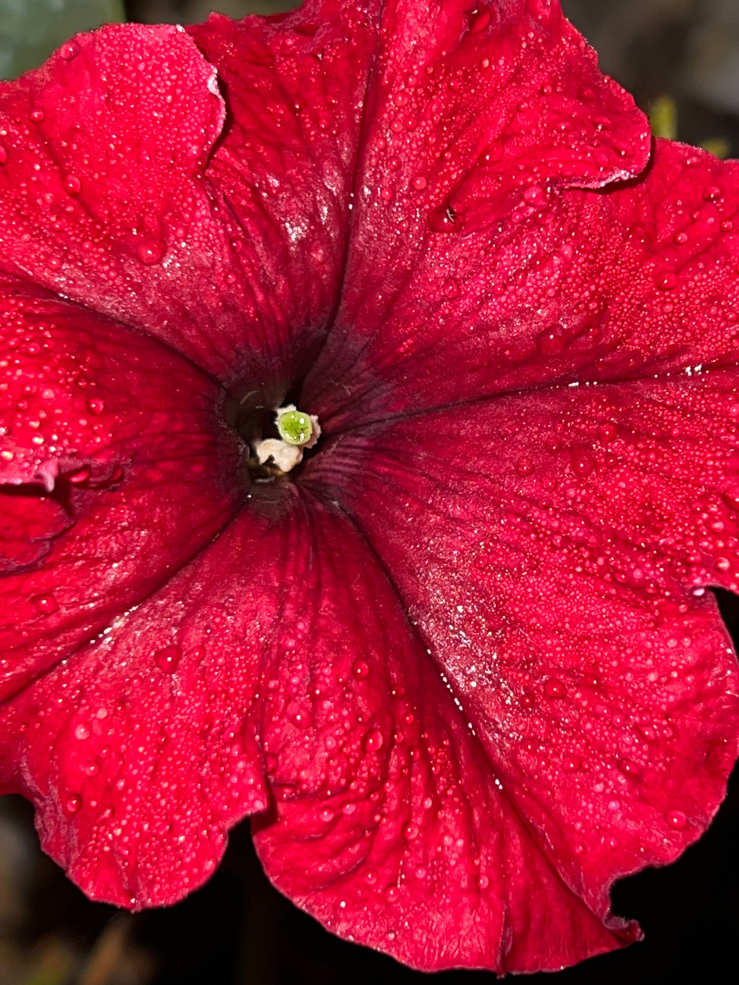 Цветы ночи. Анна Хвалина