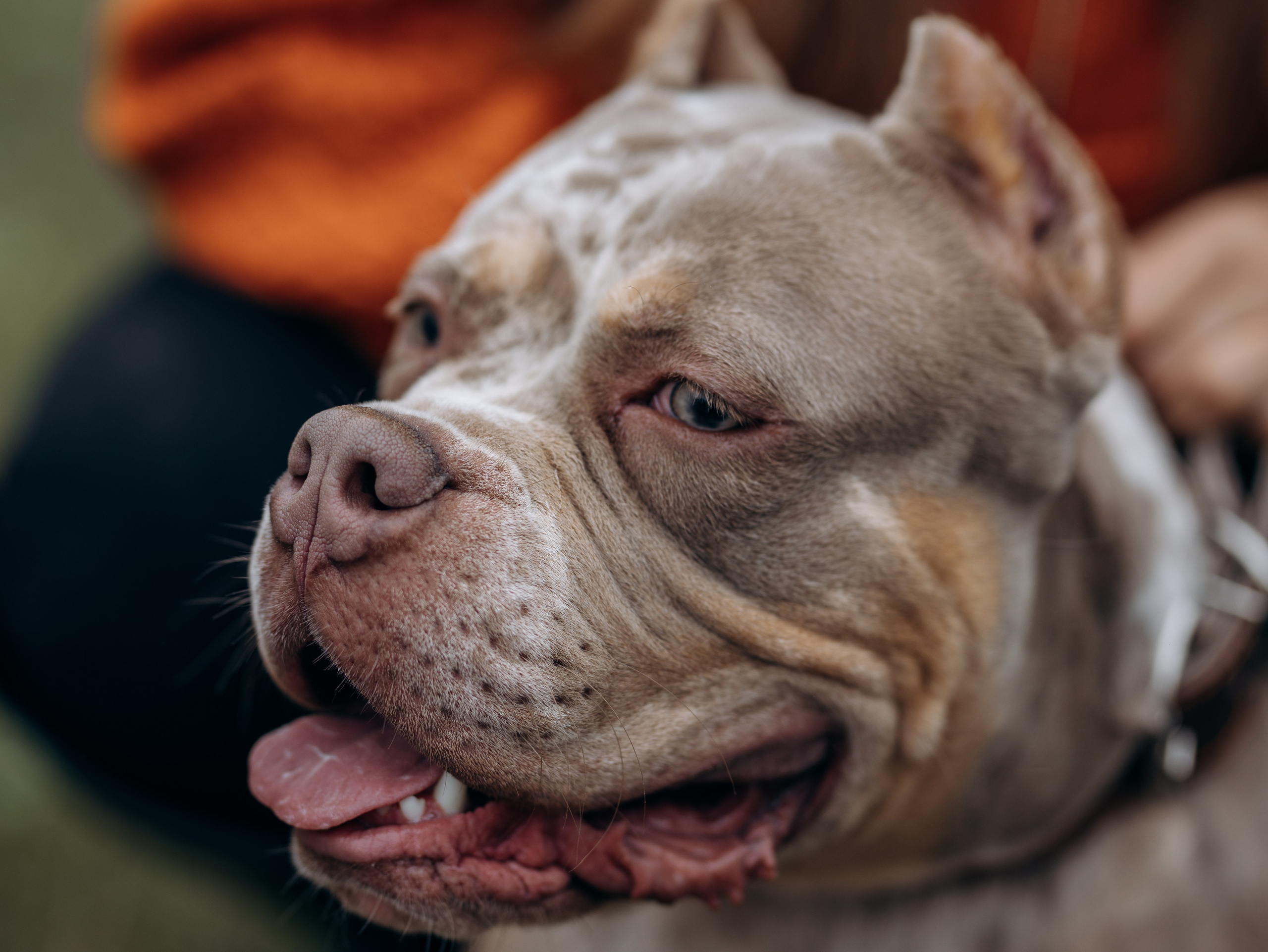 Скай, Марти и Катя. Фотограф-анималист в Москве Кириллова Татьяна