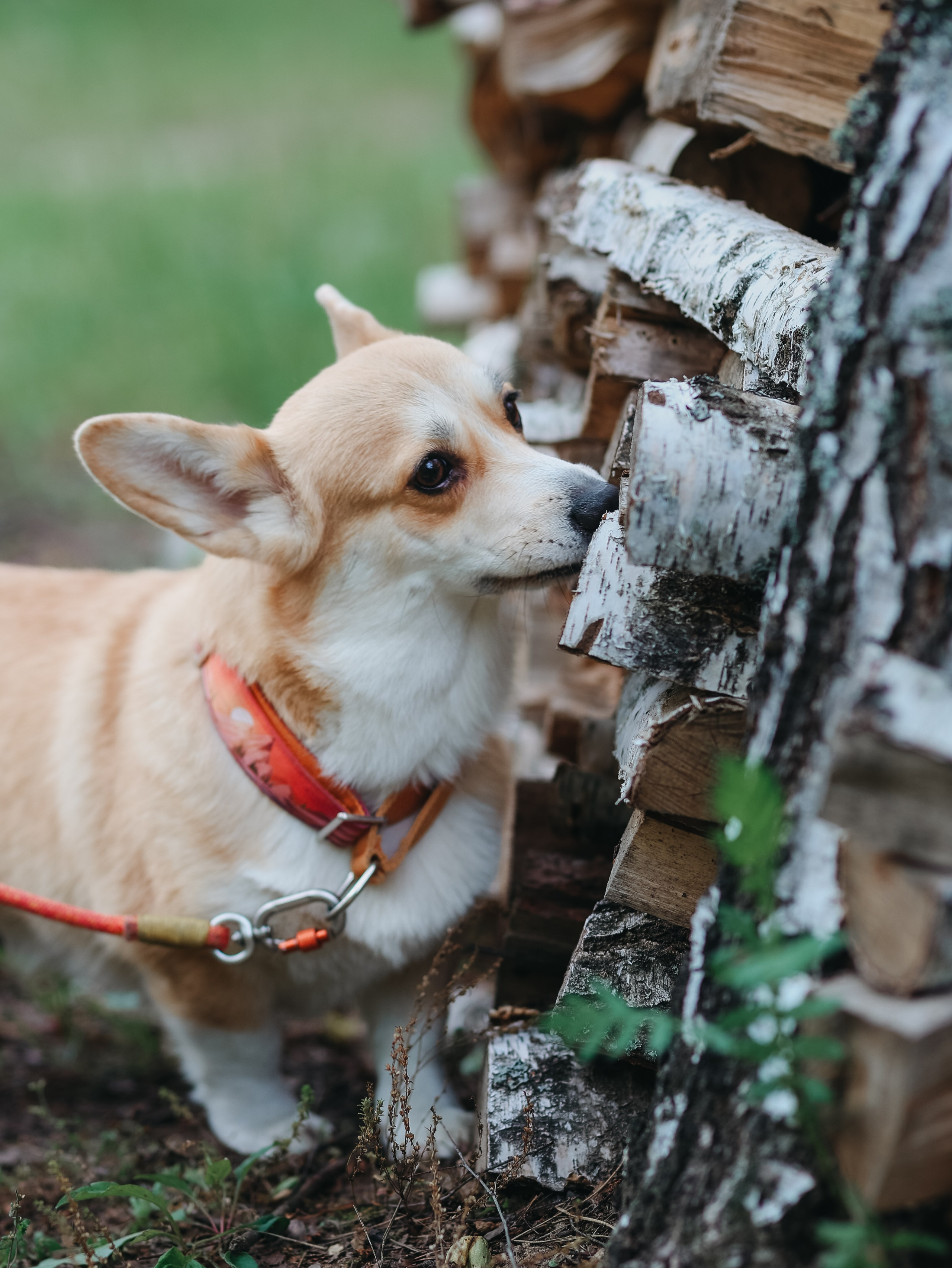 Лагерь ноузворк. Фотограф-анималист в Москве Кириллова Татьяна