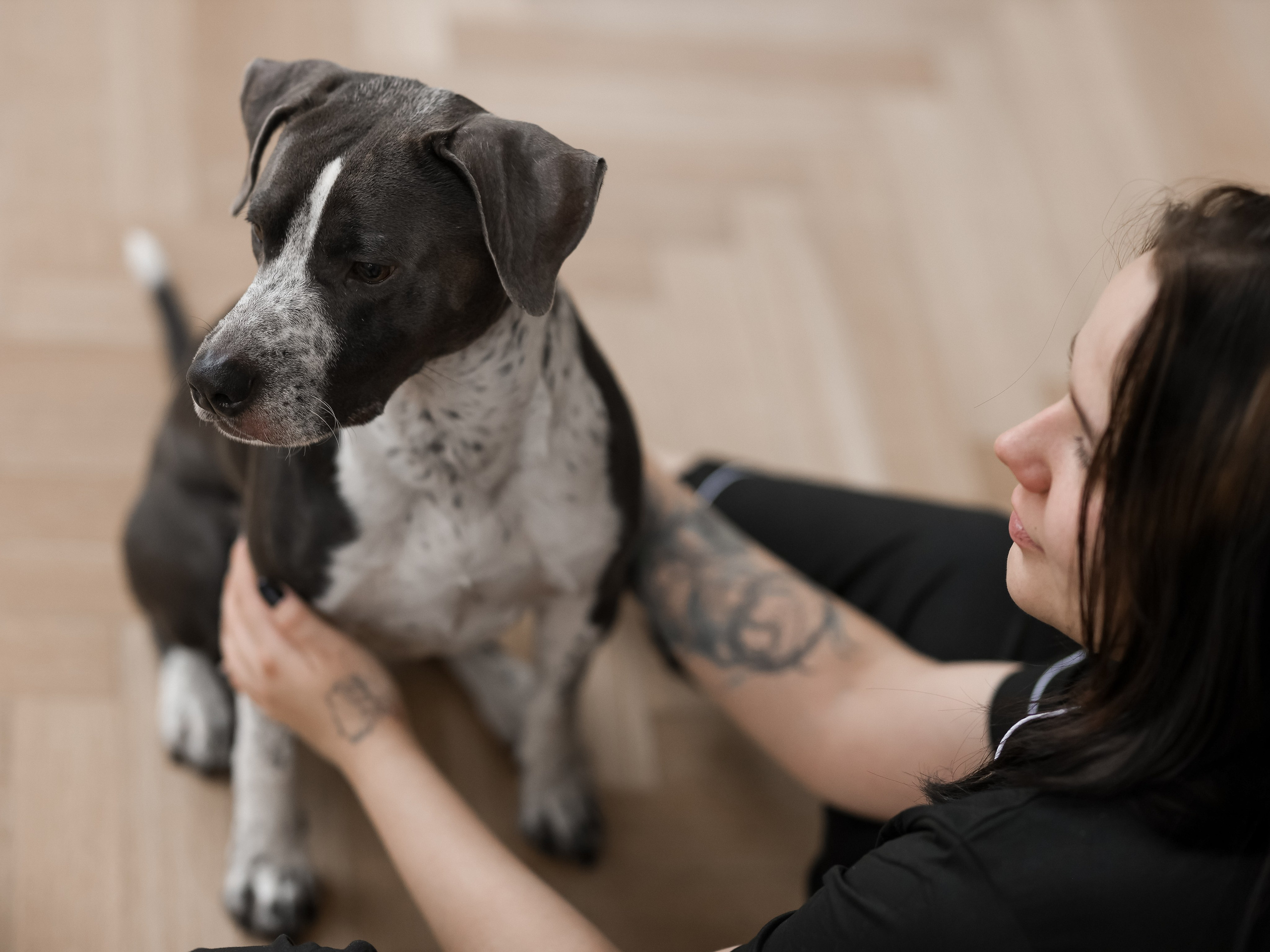 Тортик Даша и Никита. Фотограф-анималист в Москве Кириллова Татьяна