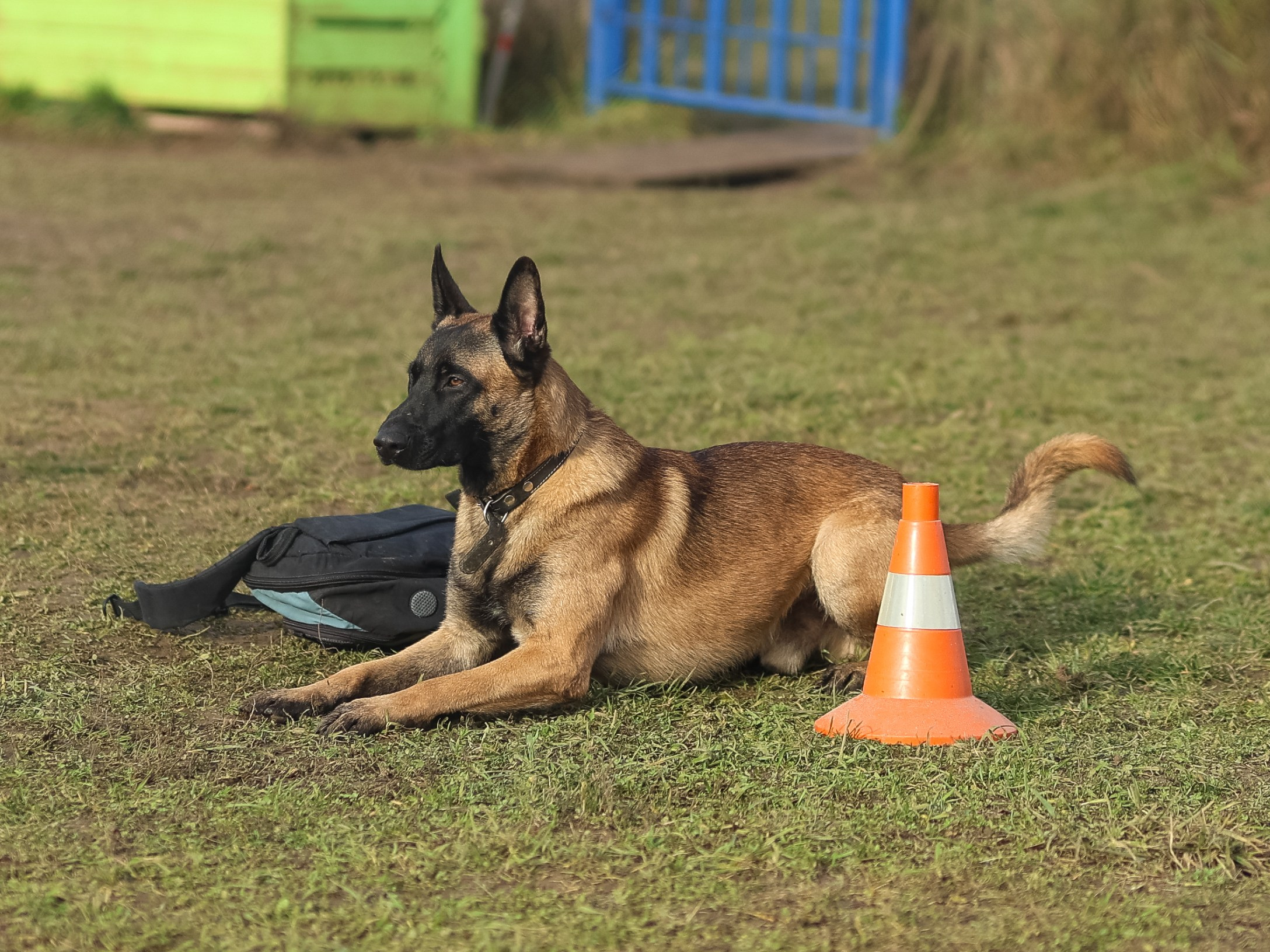 Соревнования BH. Фотограф-анималист в Москве Кириллова Татьяна