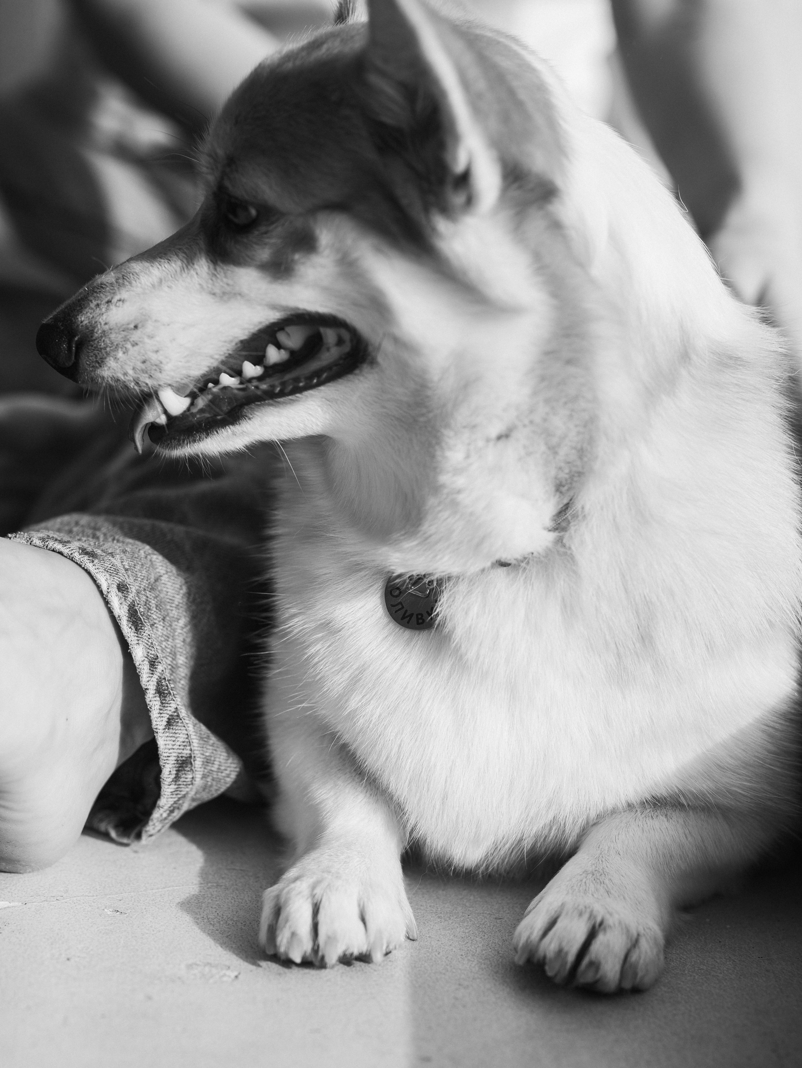 Оливка и Ника. Фотограф-анималист в Москве Кириллова Татьяна