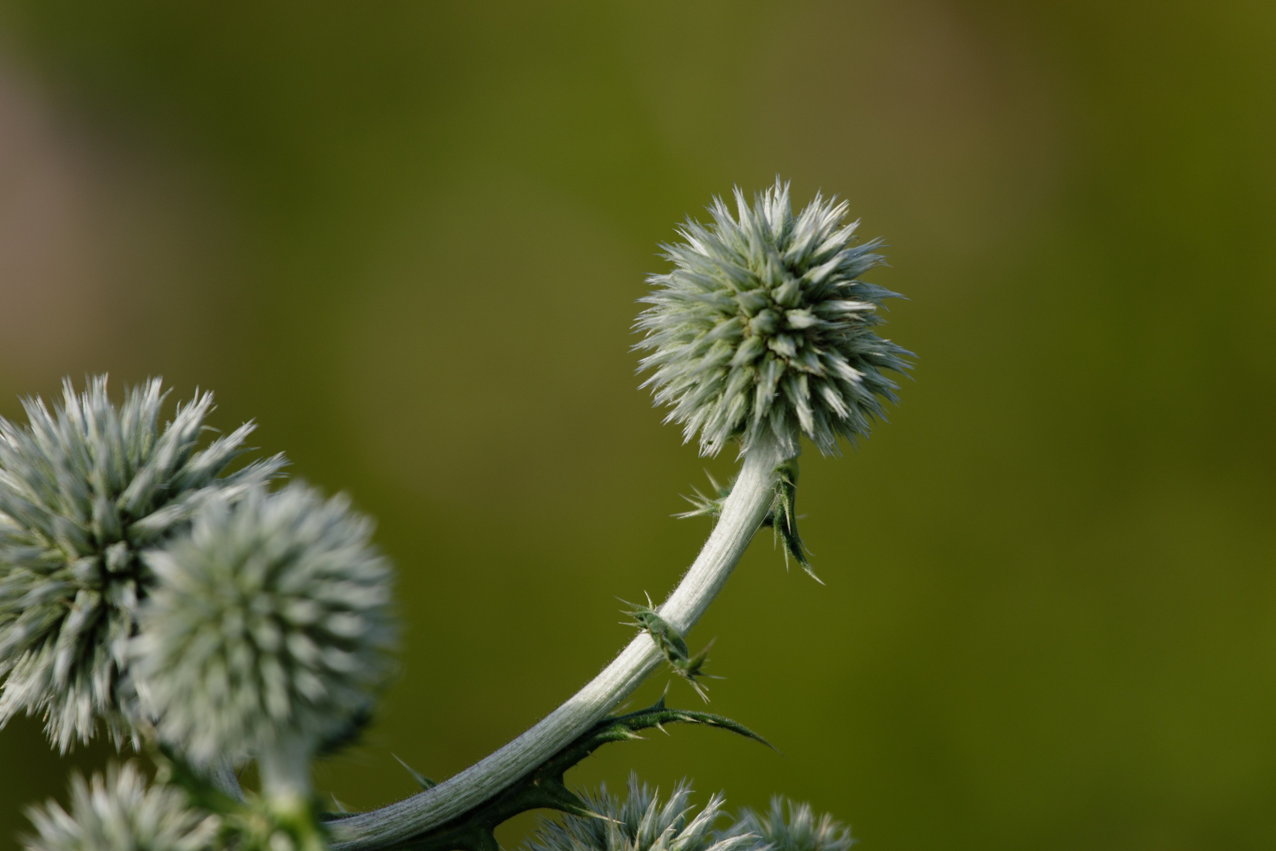 Казахстан. Фотограф Кирилл Мешков Кемерово