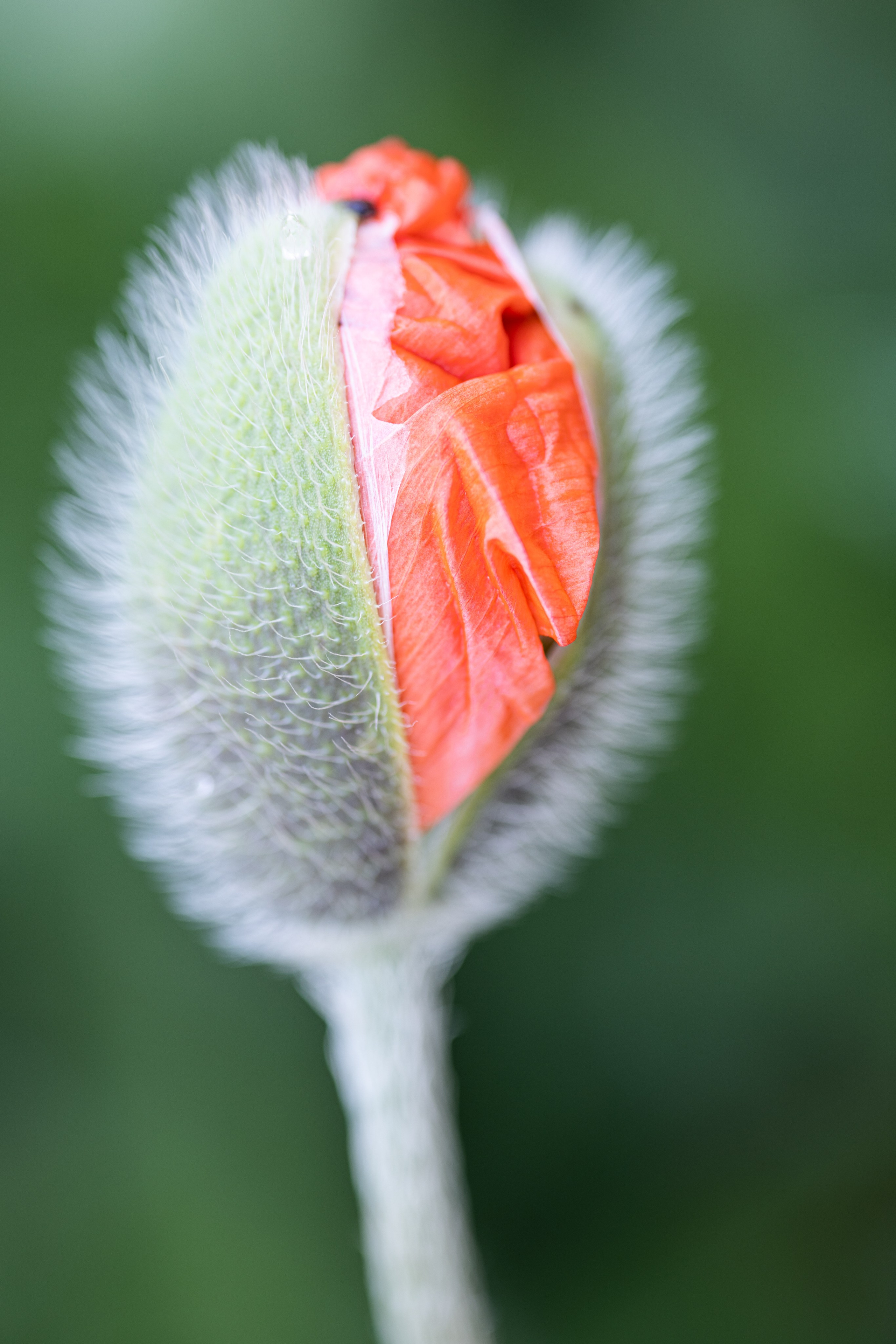 Macro. Фотограф на Юге России