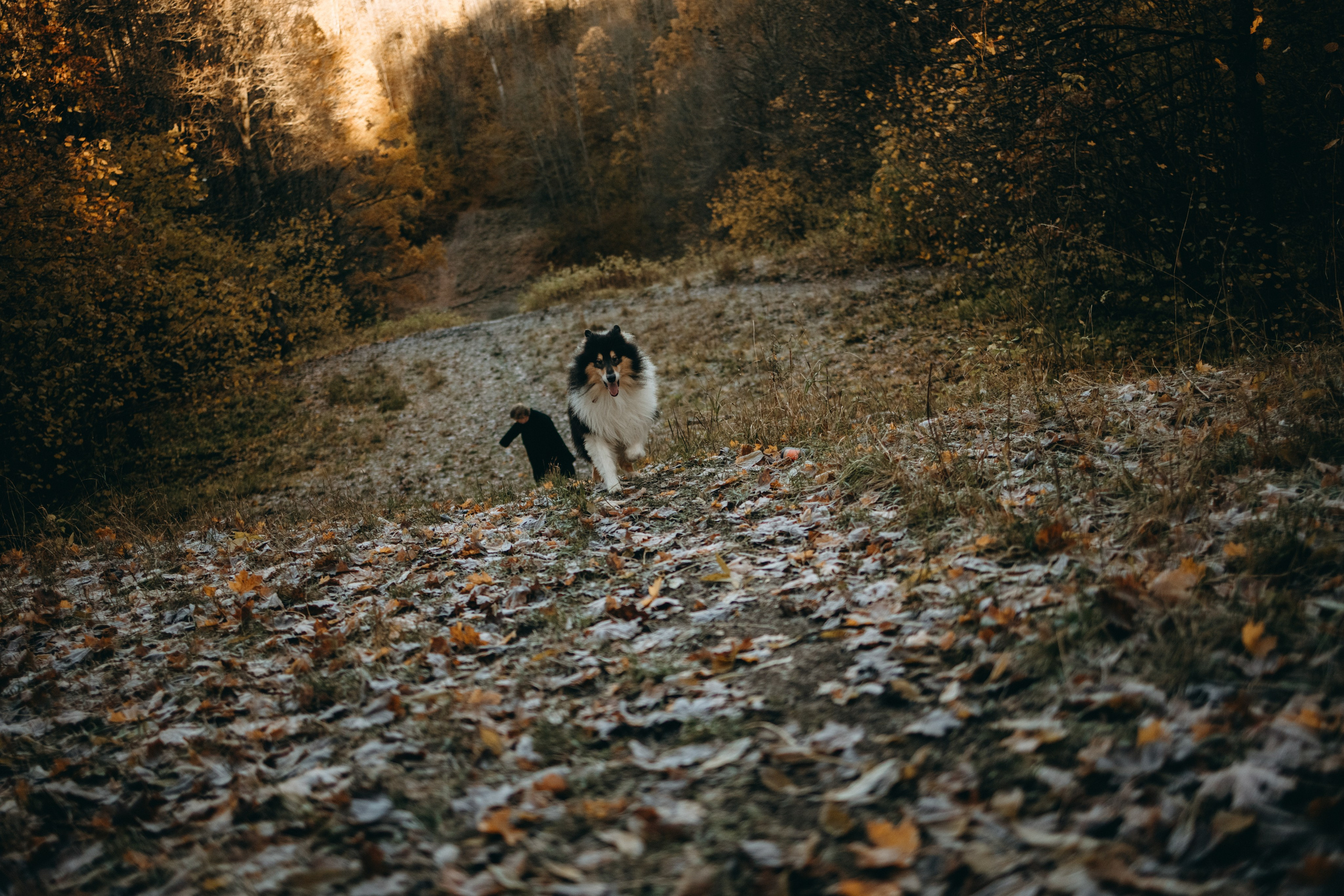 Ия и Барт. Фотограф — Анималист | Санкт-Петербург