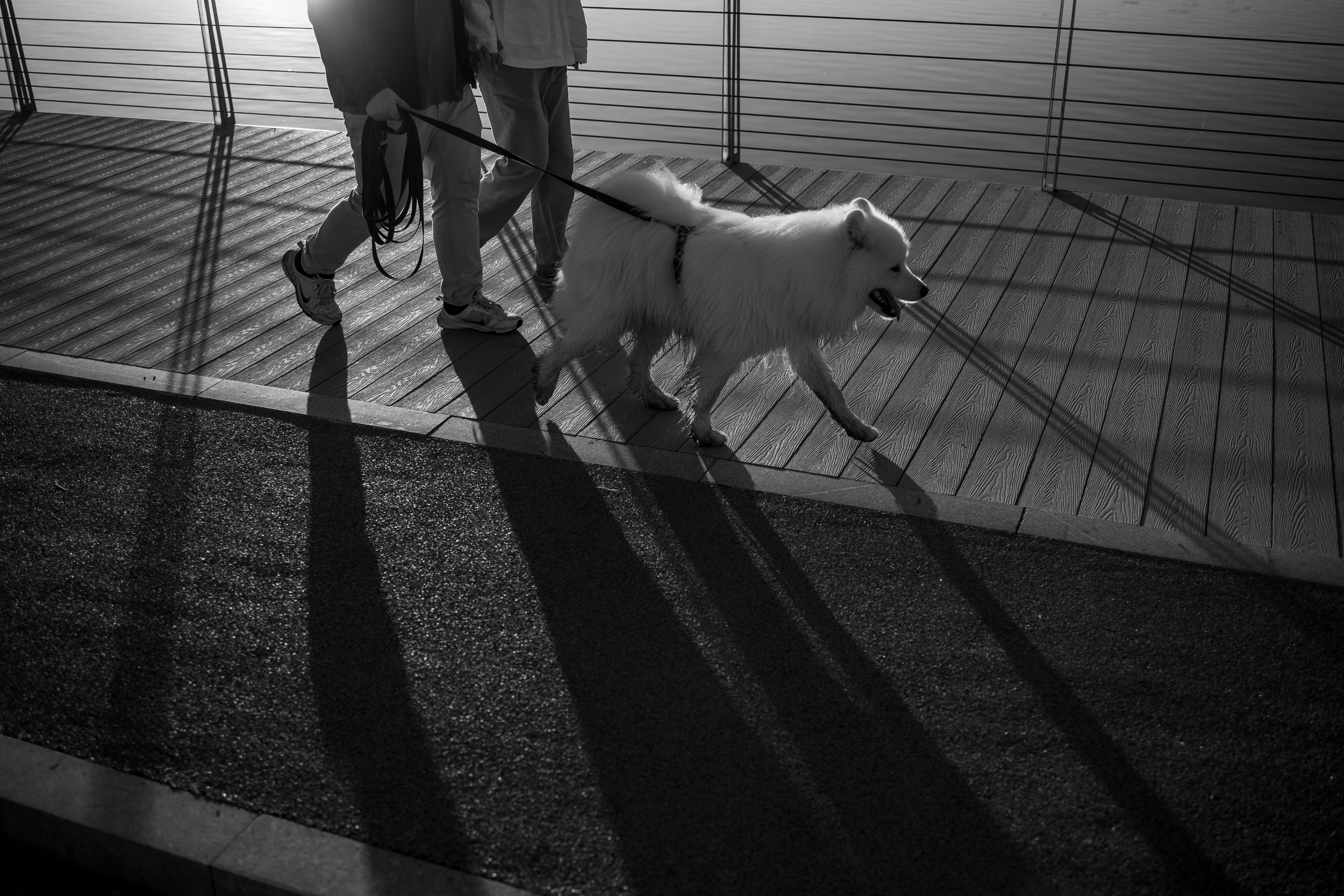 Танго и его семья. Фотограф — Анималист | Санкт-Петербург