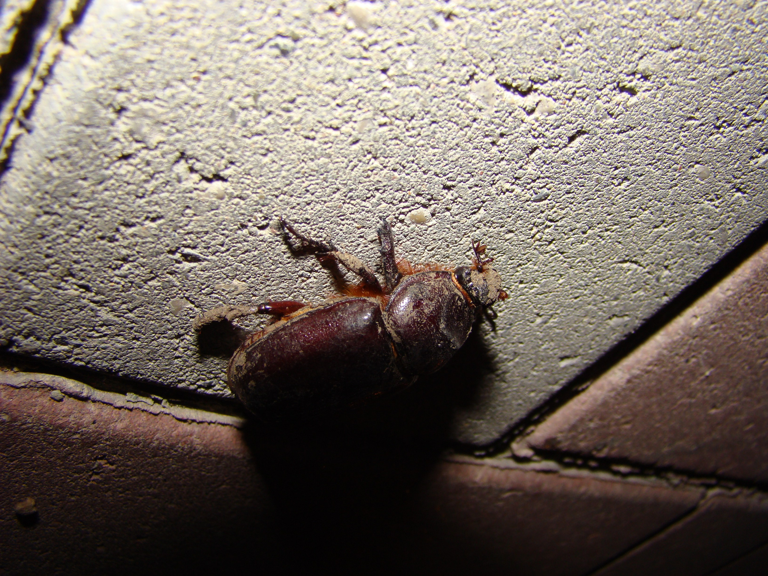 Кабардинка 25.07-01.08.2008. Семейный, Свадебный фотограф СПБ Питер— Романова Екатерина