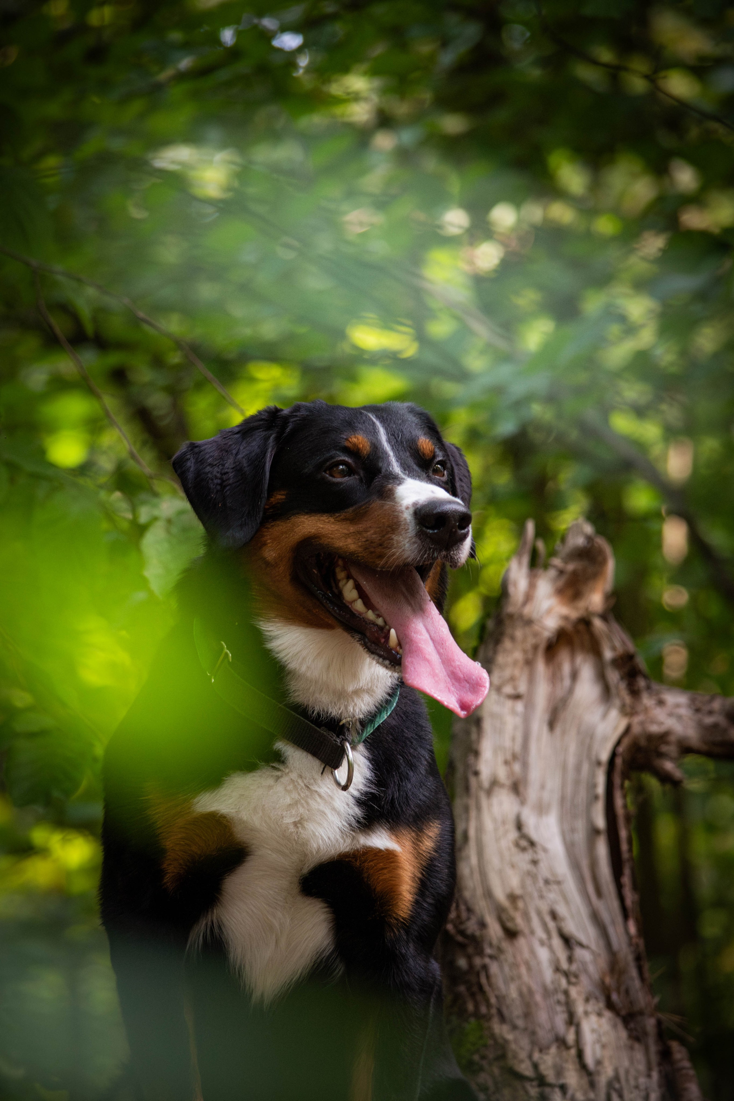 Микки и Юля. Фотограф Светлана Блинова, Москва и Московская область