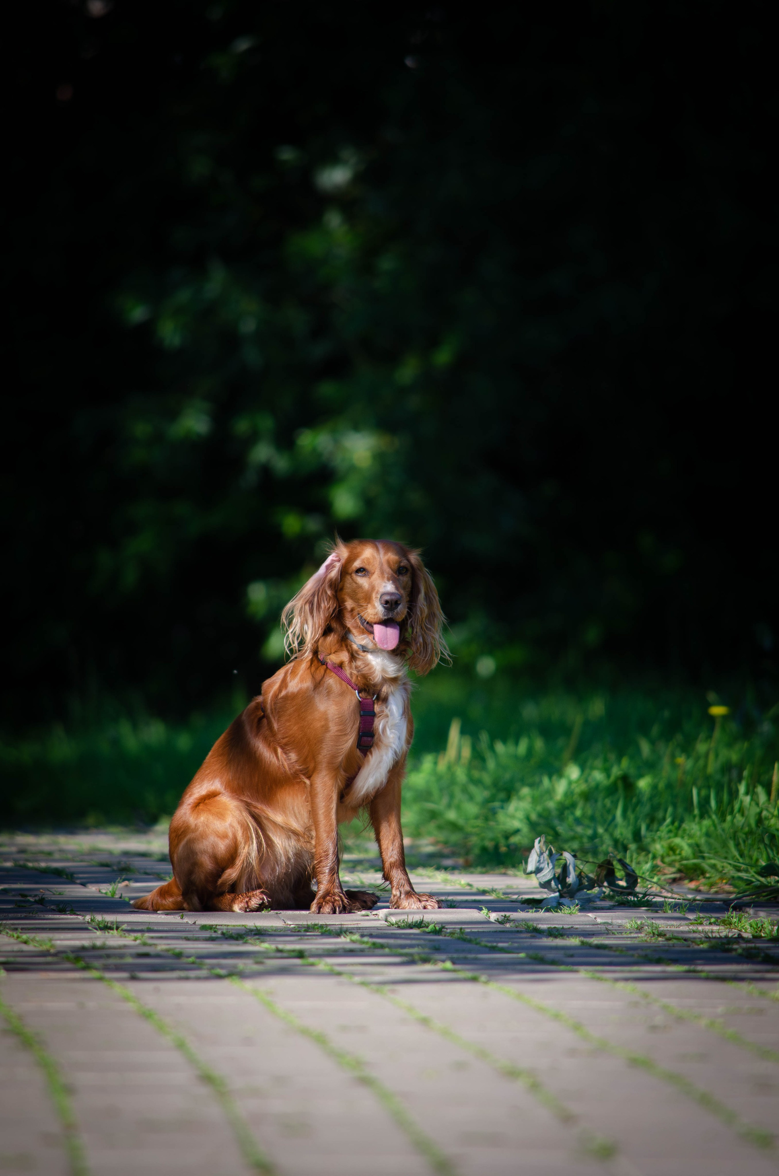 Джесси. Фотограф Светлана Блинова, Москва и Московская область