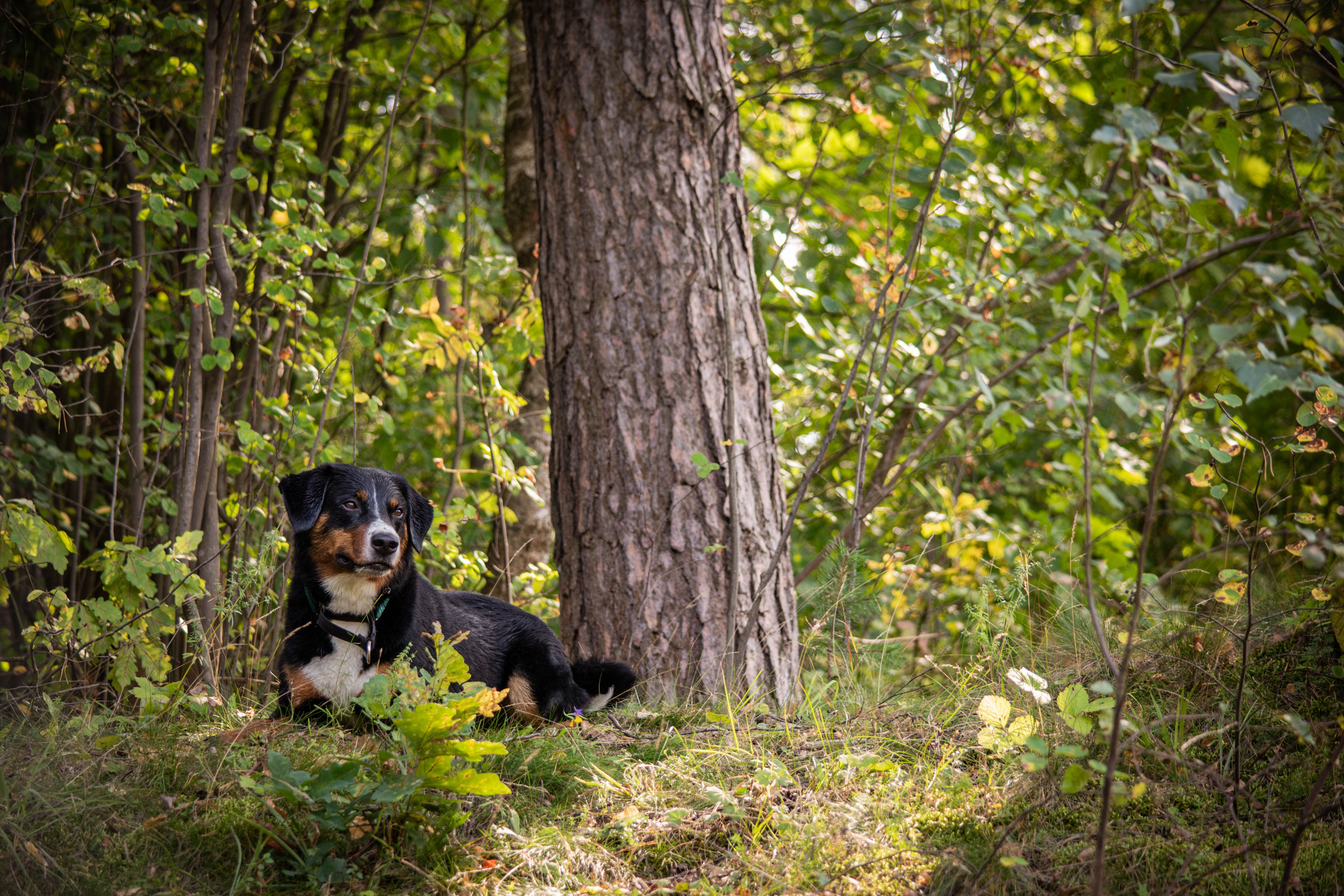 Микки и Юля. Фотограф Светлана Блинова, Москва и Московская область
