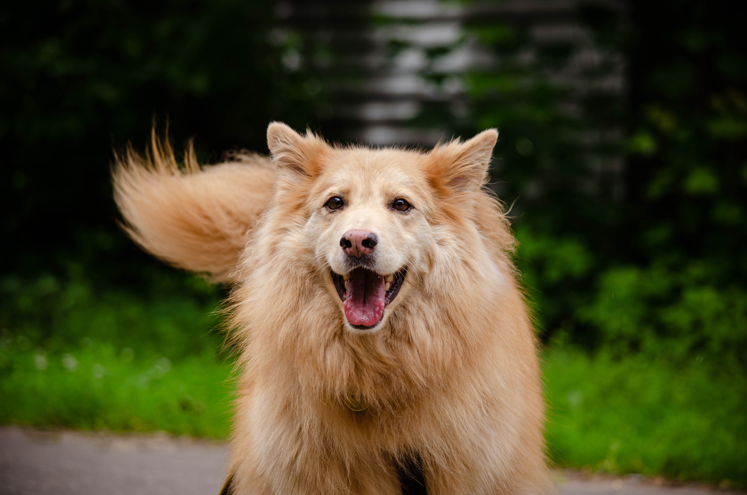Мира и Чиж. Фотограф Светлана Блинова, Москва и Московская область