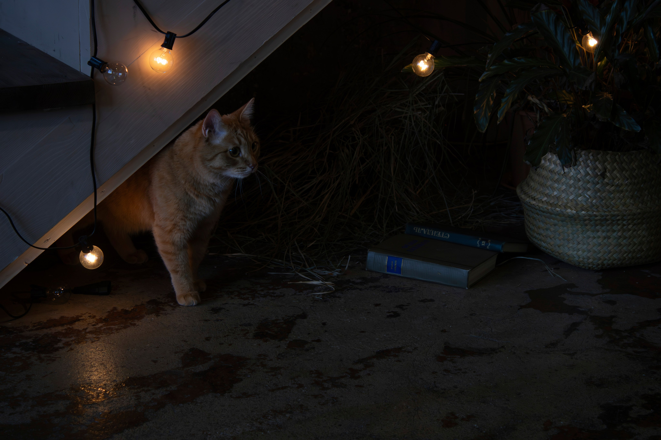 Вдохновение. Бутакова Елена фотограф в Екатеринбурге