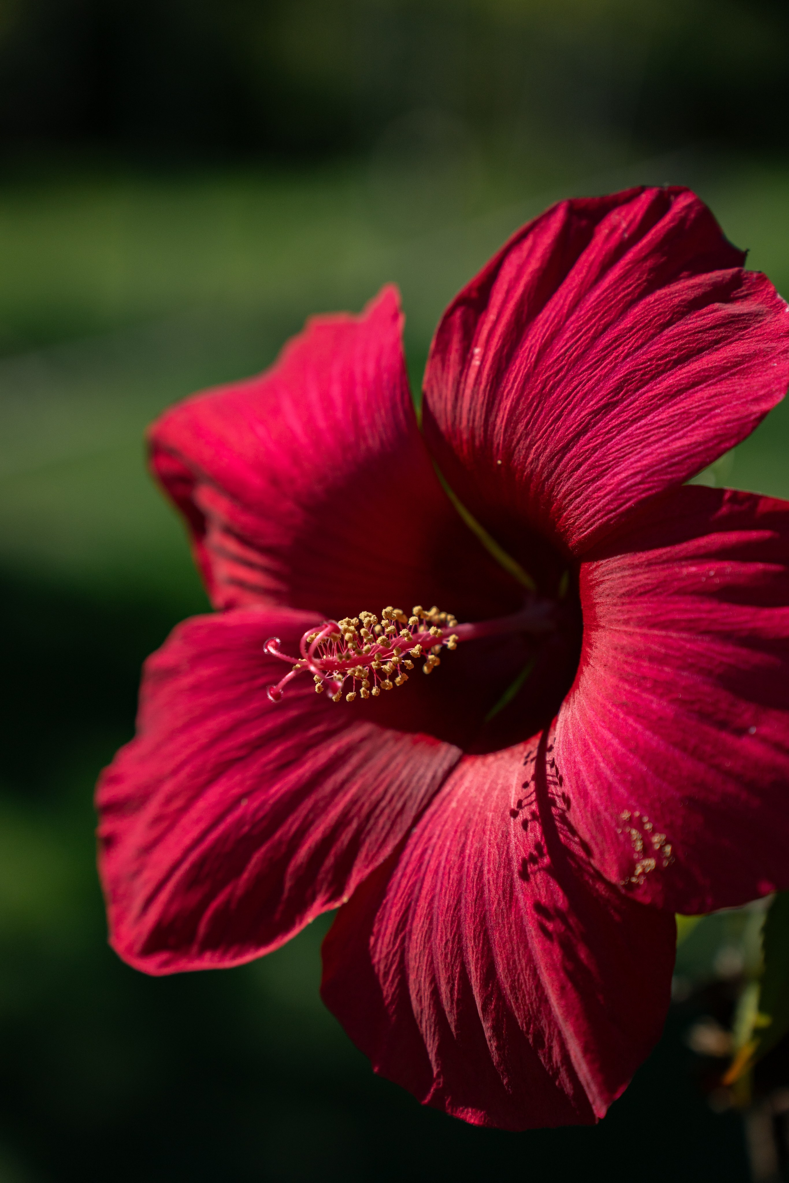 Фотографии из поездки в Абхазию. Предметный фотограф Санкт-Петербург