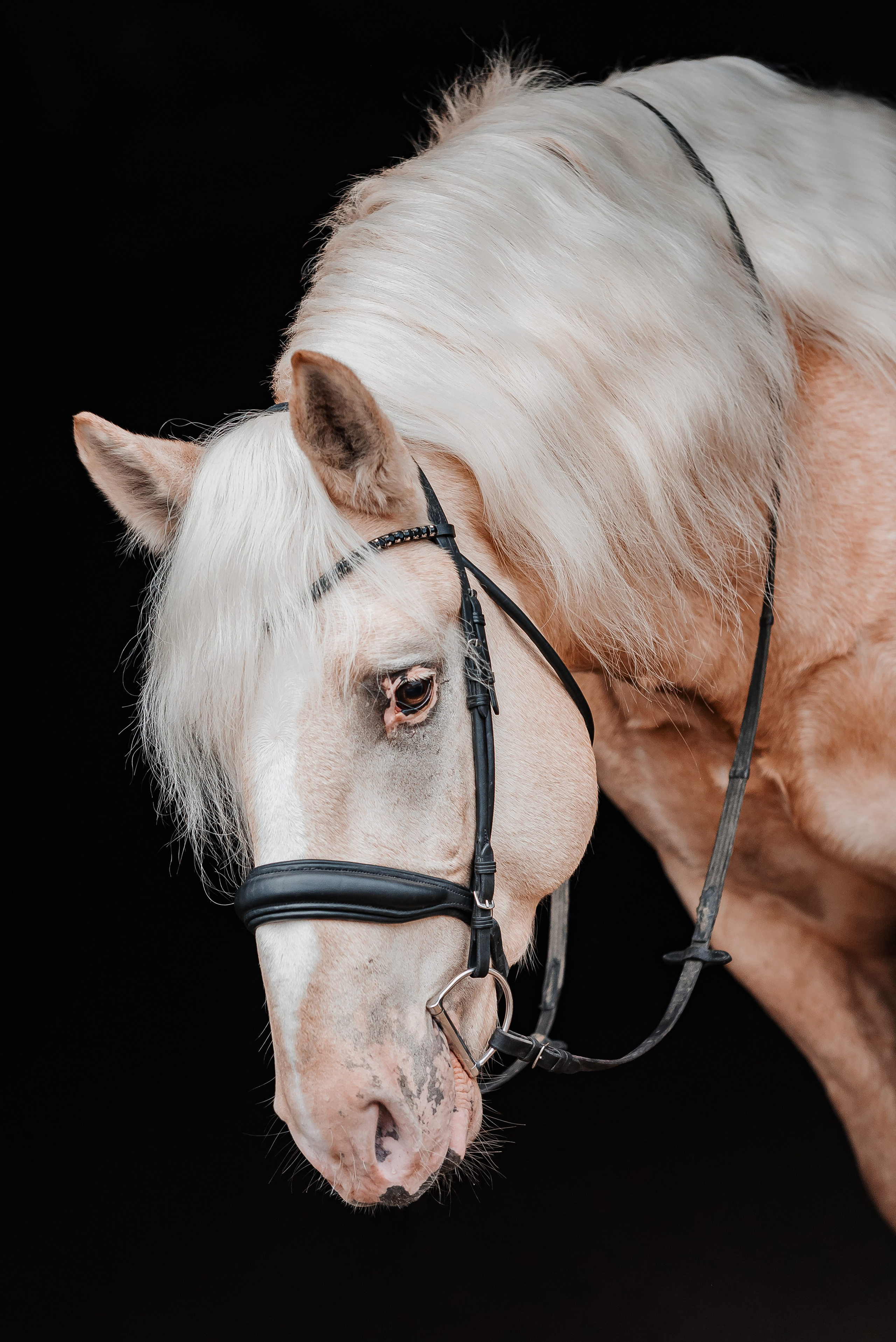 Equiestrian NES. Куракина Дарья • Конный фотограф
