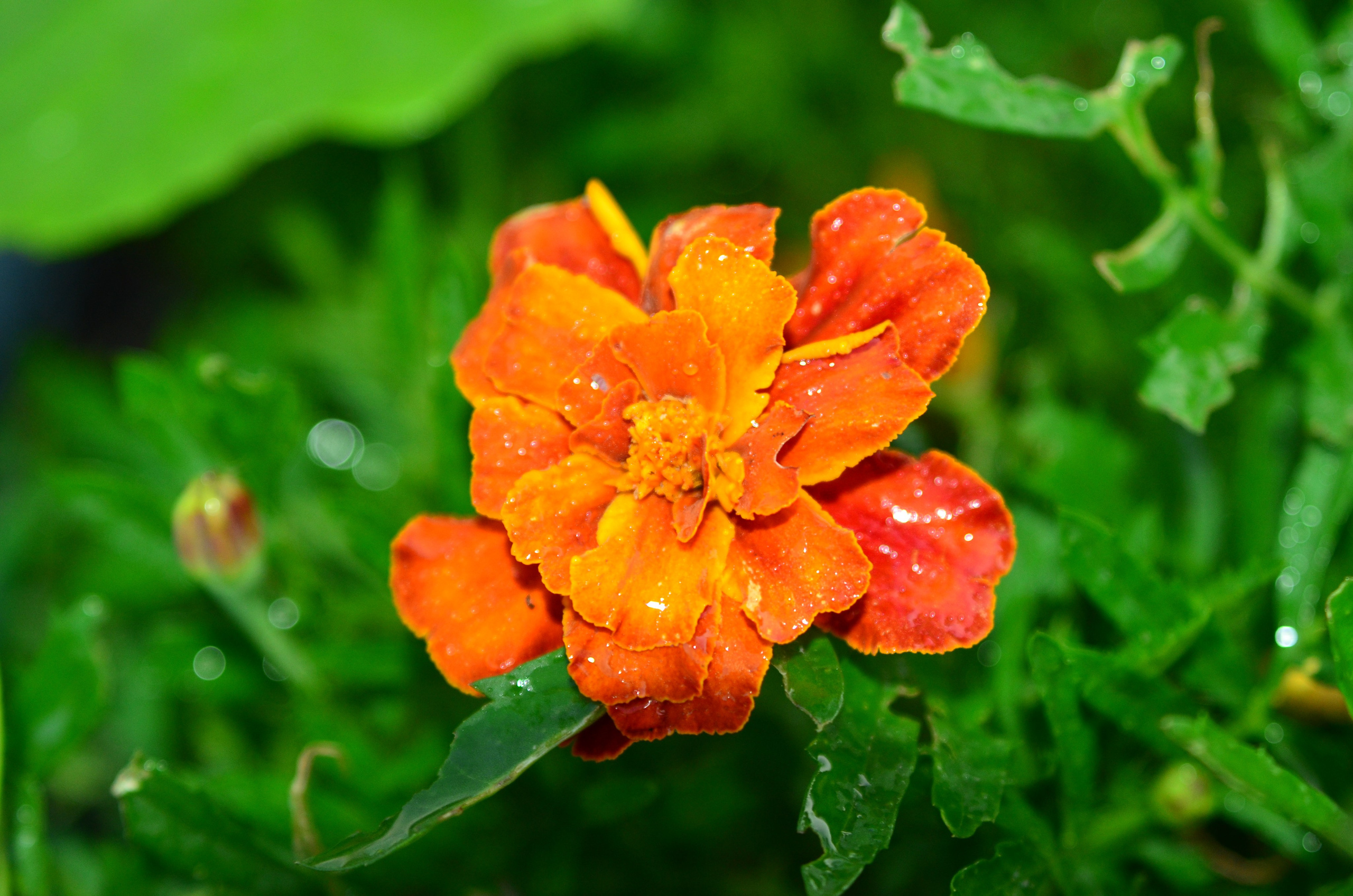 Дары природы. Фотограф viktor viktor