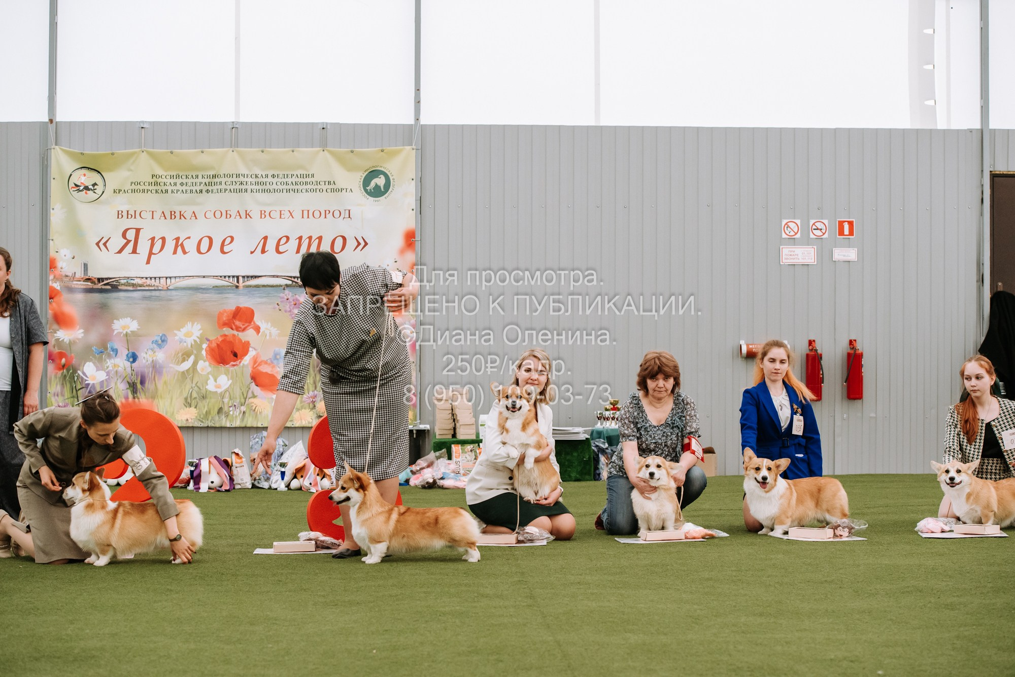 Выставка собак Красноярск 2.06. Фотограф Диана Оленина Красноярск / Братск