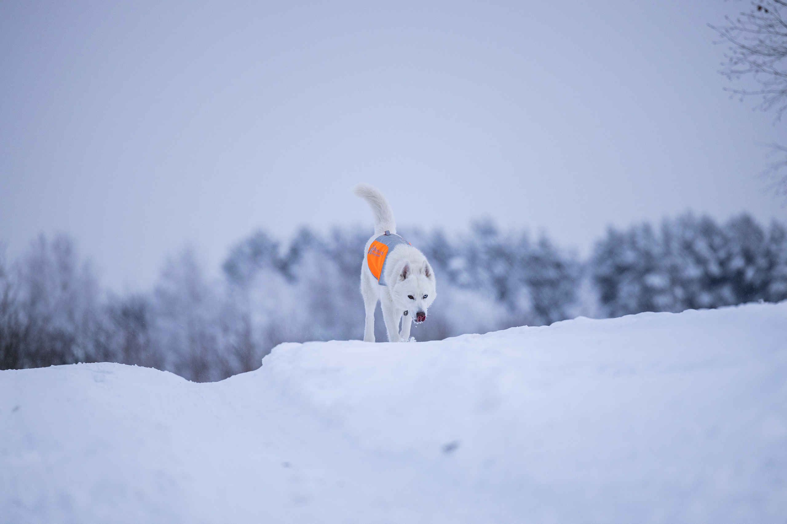 Рики и Гаруда. Фотограф-анималист Анна Маринич