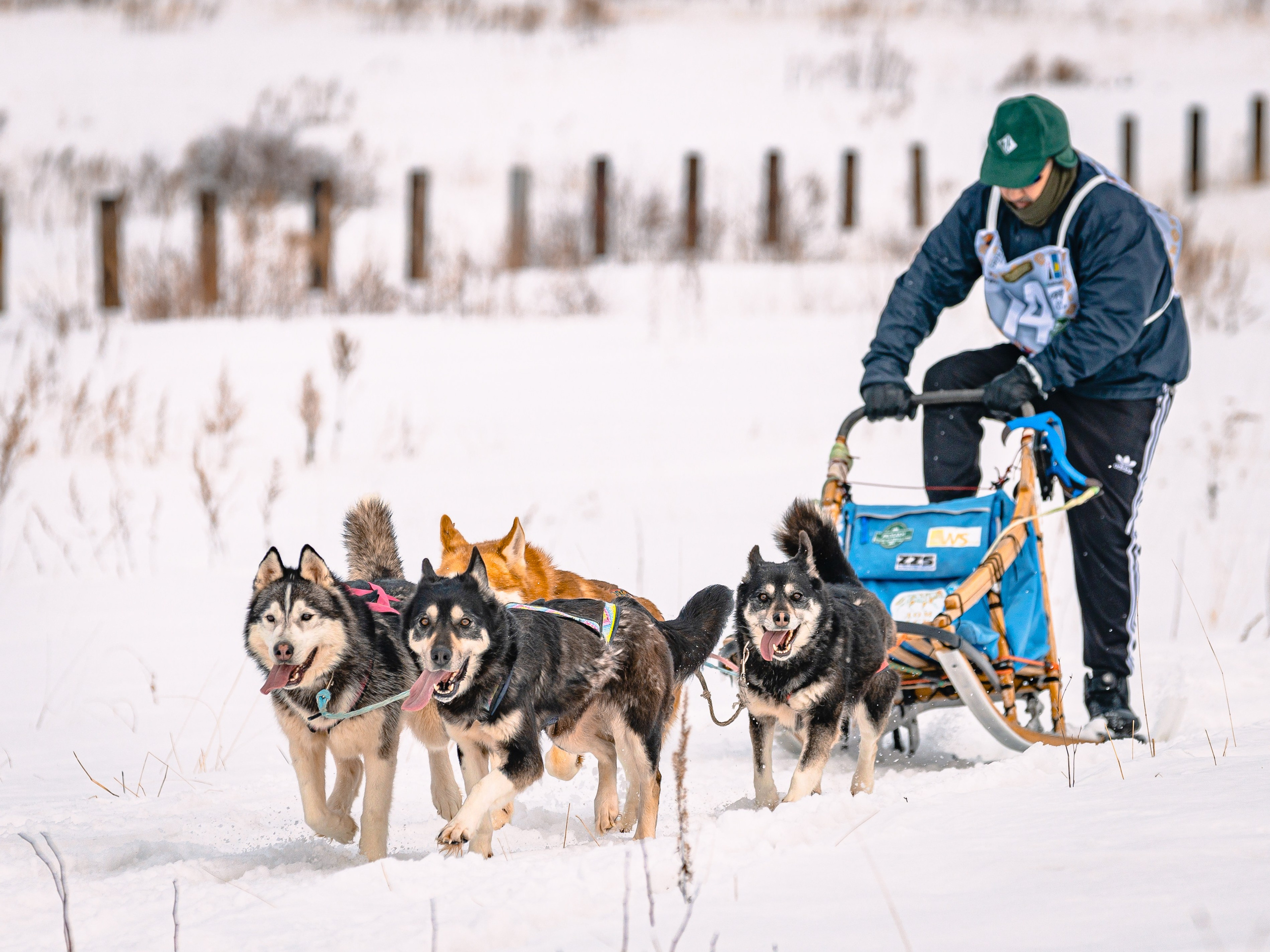 Фестиваль ездового спорта. Фотограф. г. Южно-Сахалинск. Олег Толстов