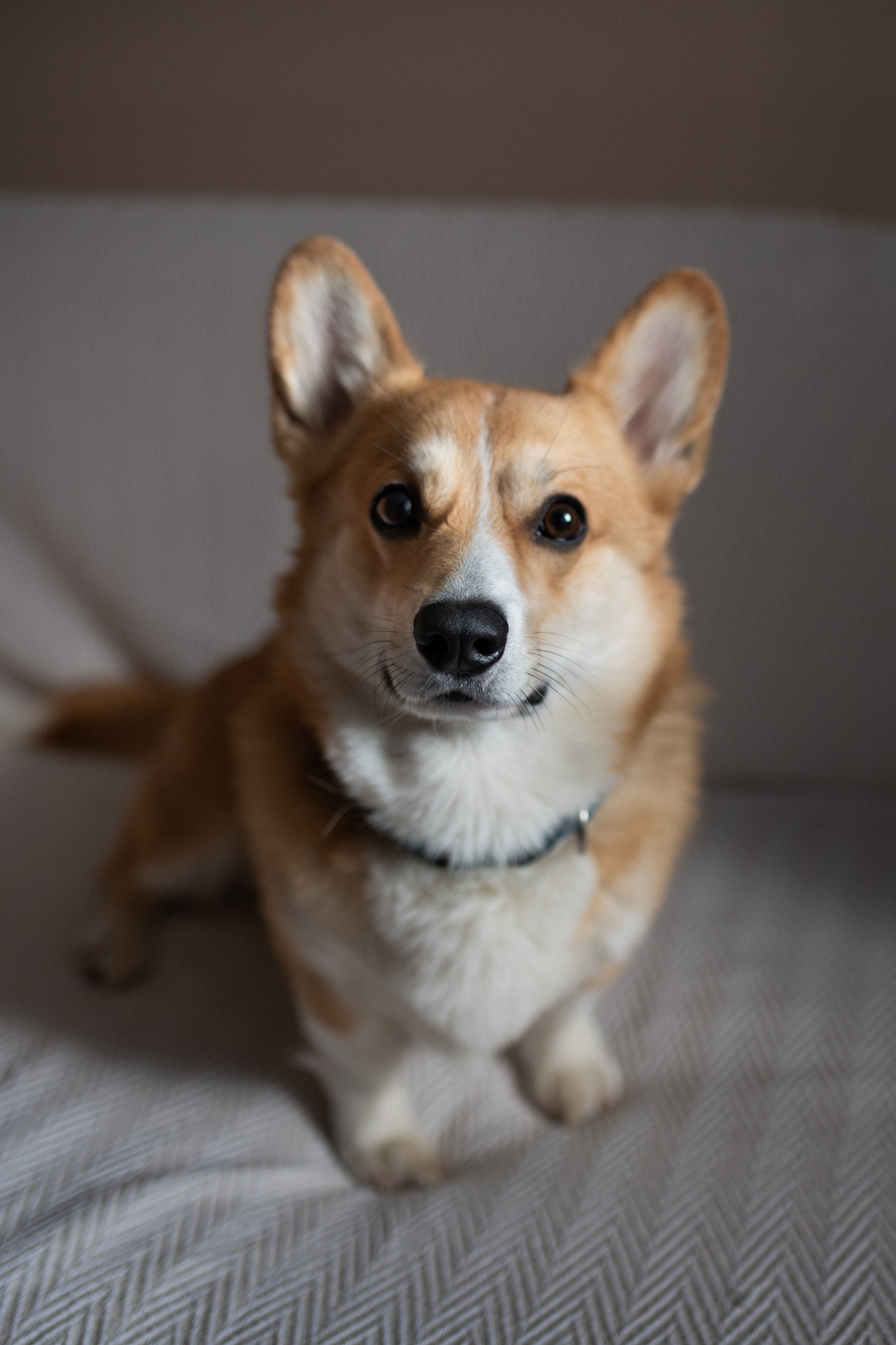 Даша, Саша, Алеся. Www.ostermiller.ru