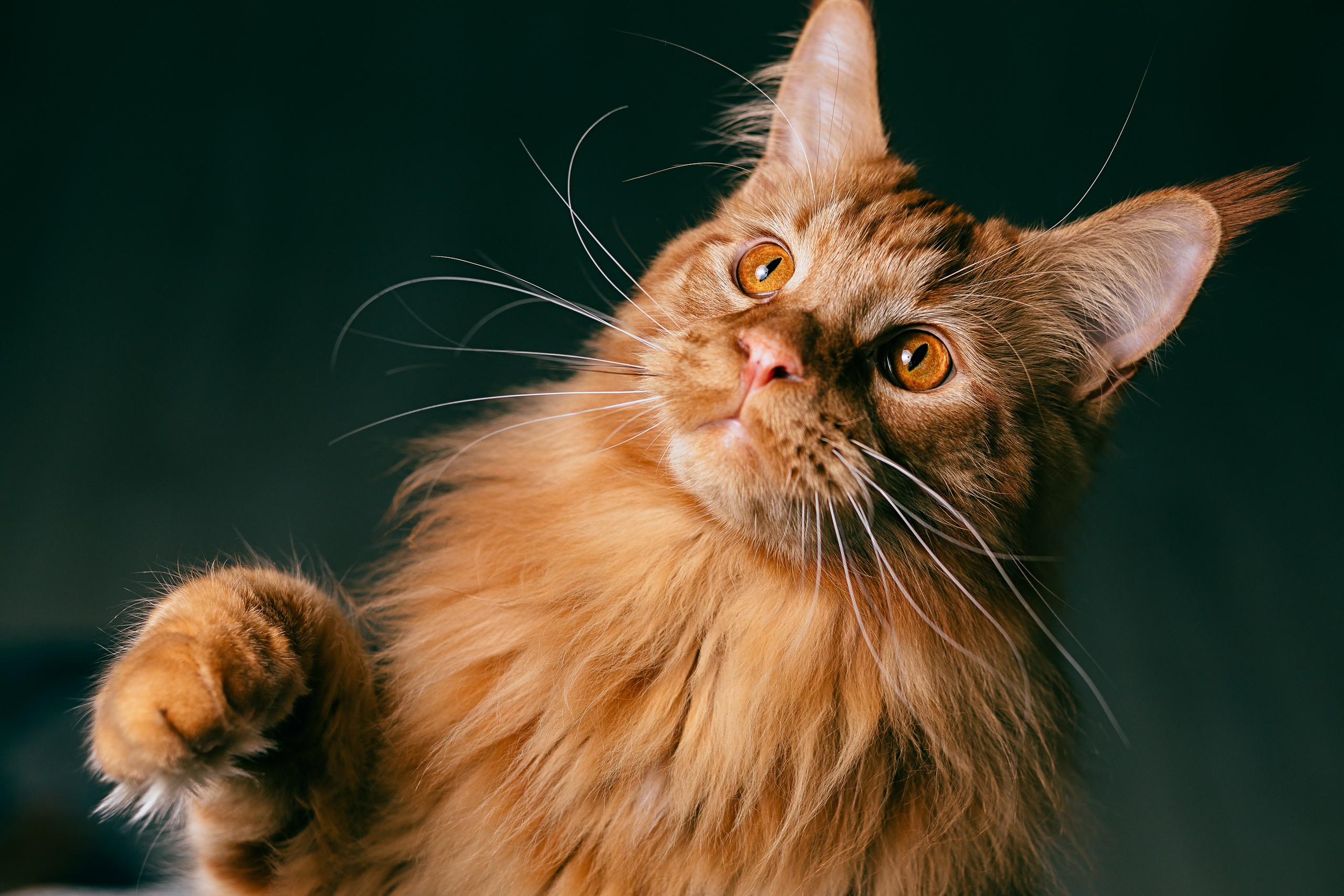 Репортажный и портретный фотограф в Омске | Дмитрий Родигин