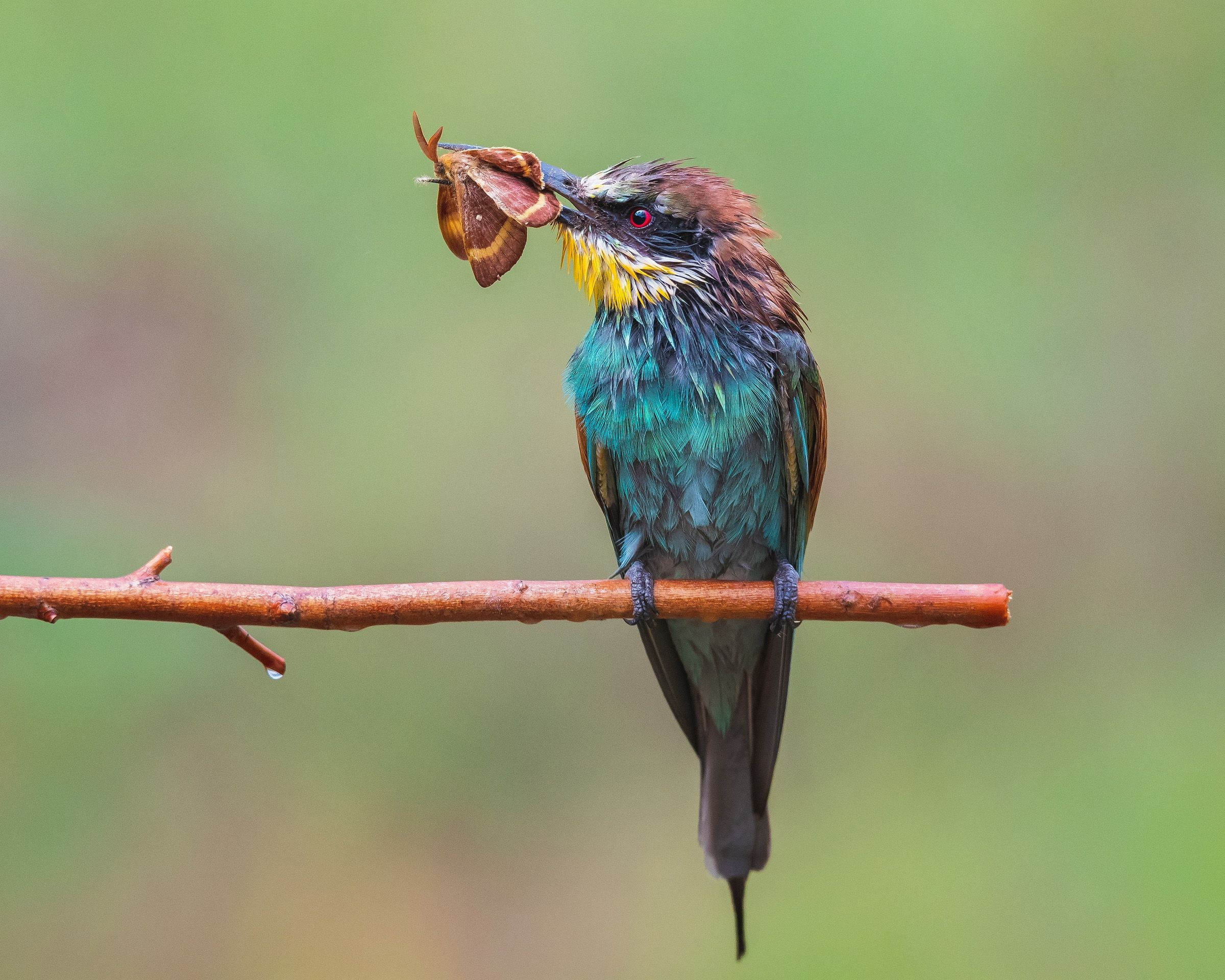 Птицы. Спортивный фотограф в Уфе Евгений Буров