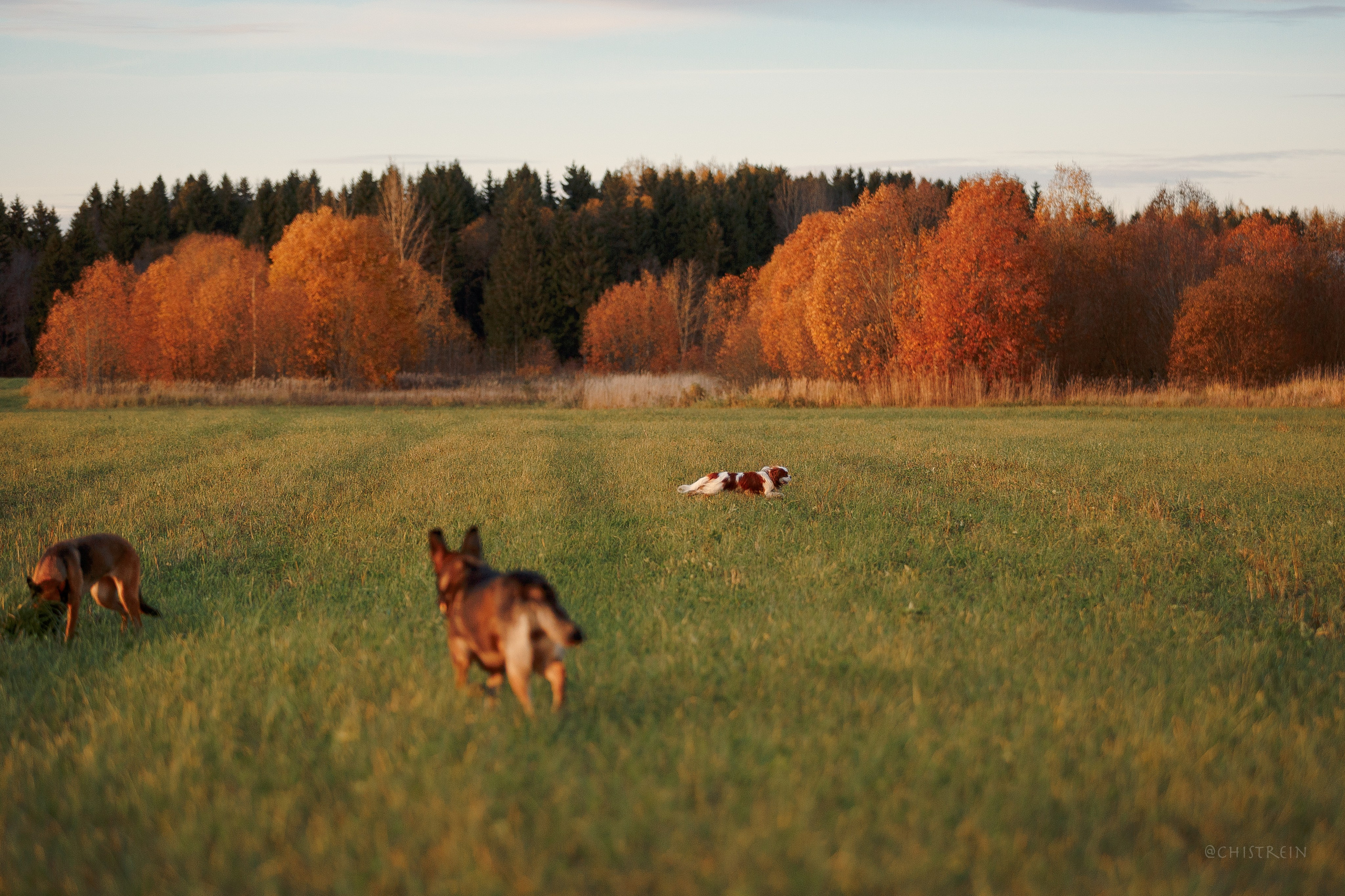 Октябрьский закат в полях. Алина и Лео. Фотограф-анималист Наталия Чистюхина в г. Сосновый Бор и ЛО