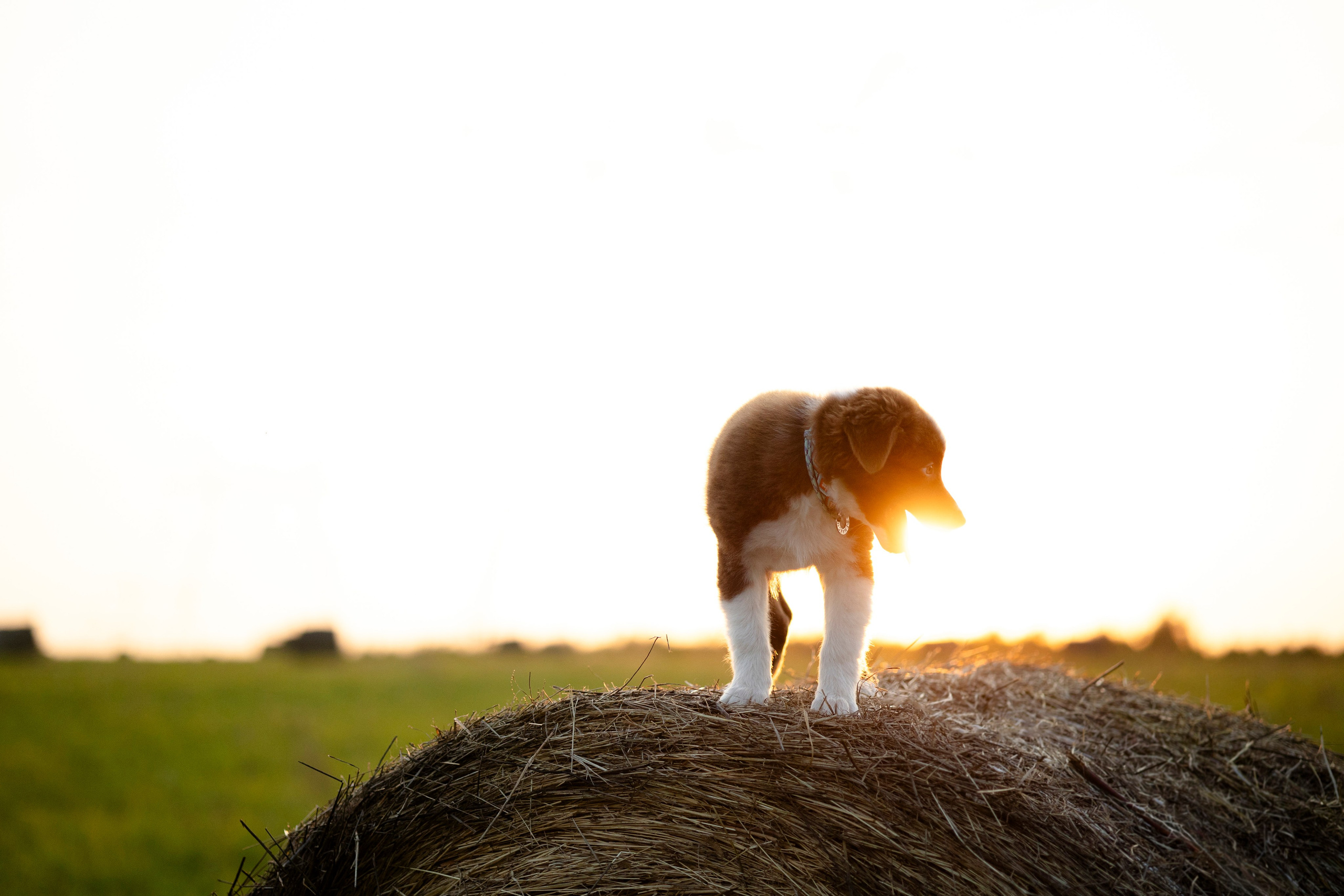 Съемка щенка. Анастасия Белаш