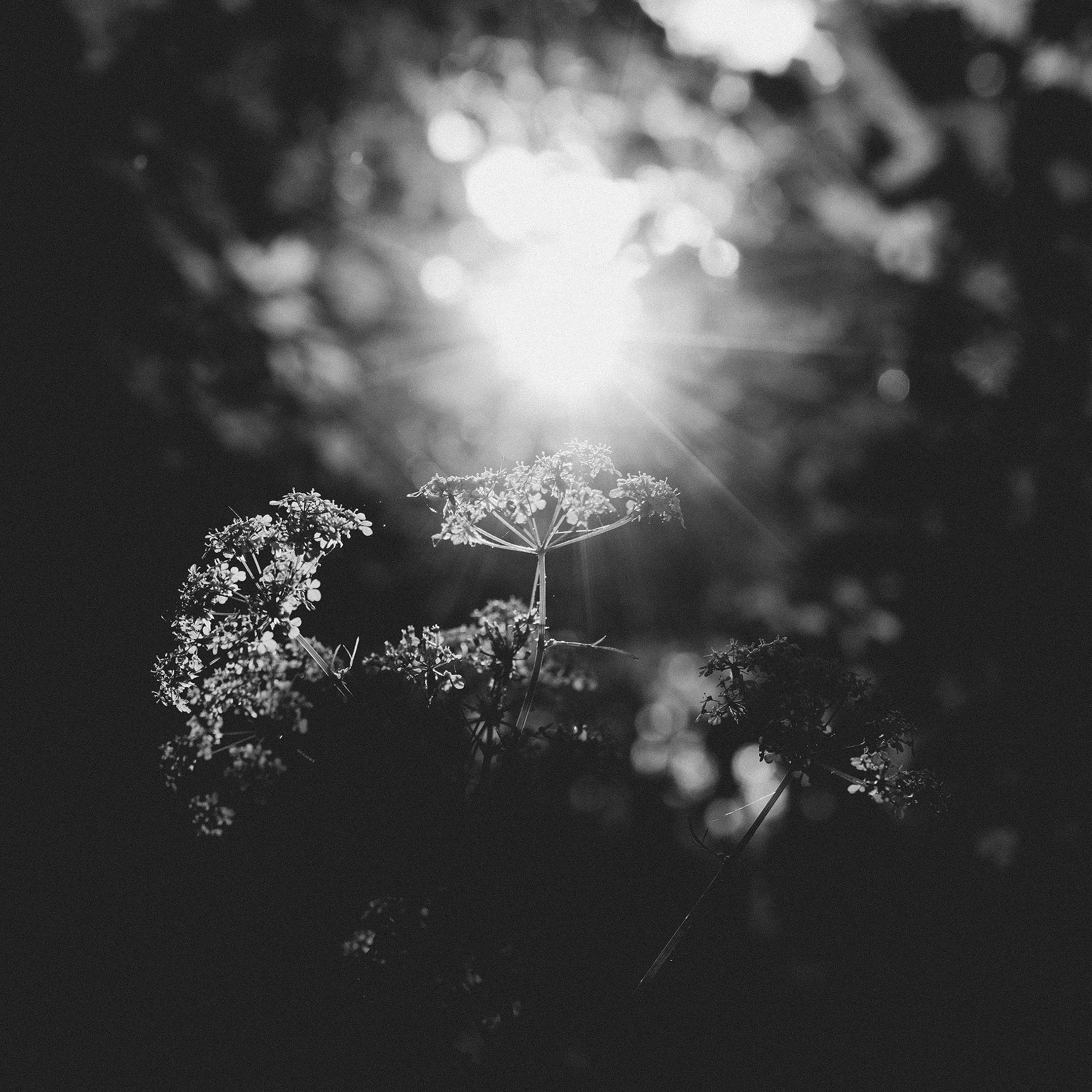 В лесу. Фотограф Владимир Орлов