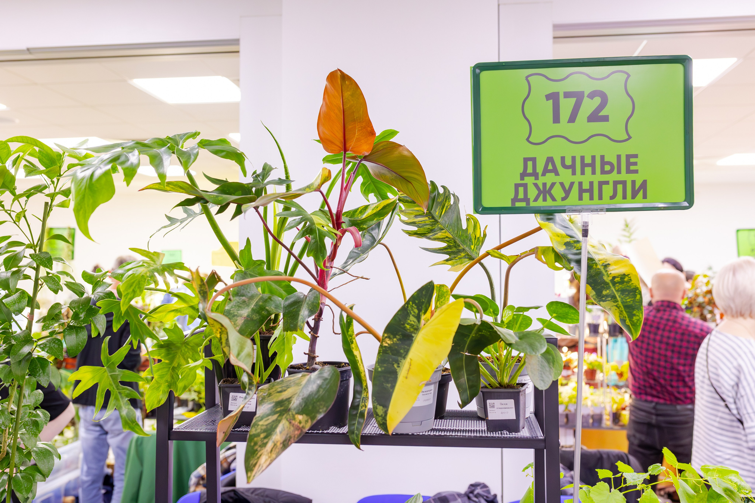 Орхидиум сентябрь 2025. Александра Куликова фотограф, Москва