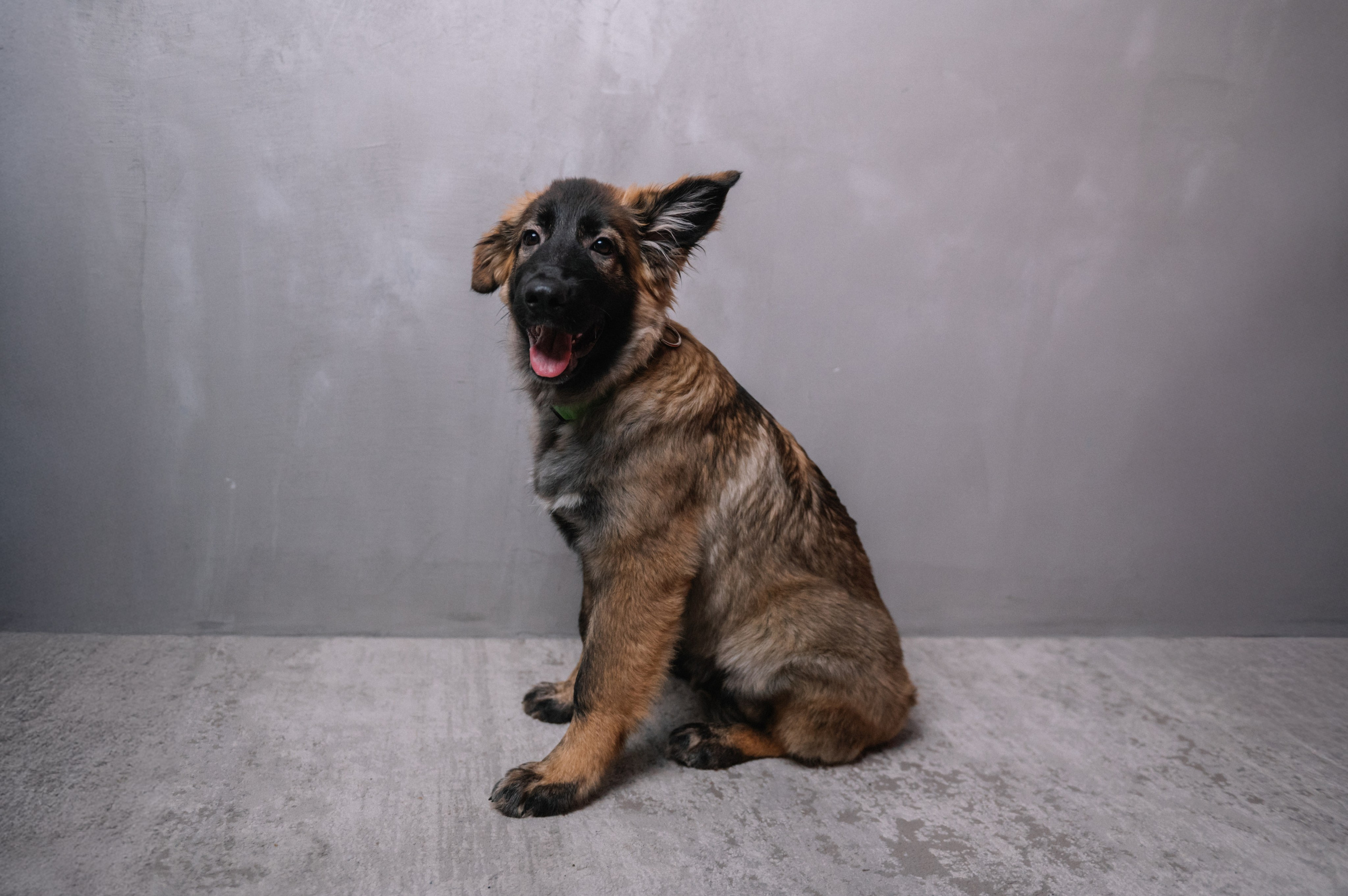 Съемка-пристройство: Мия и Майя. Анна Пушина, фотограф, Москва, Королев, Пушкино