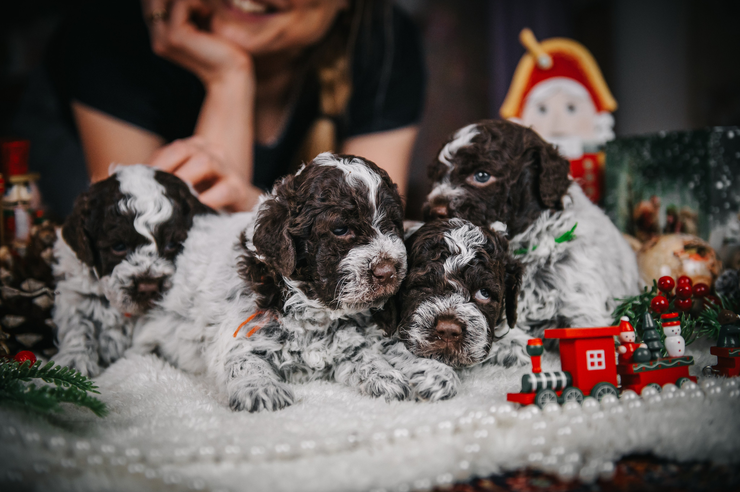 Лаготто-романьоло. Анна Пушина, фотограф, Москва, Королев, Пушкино