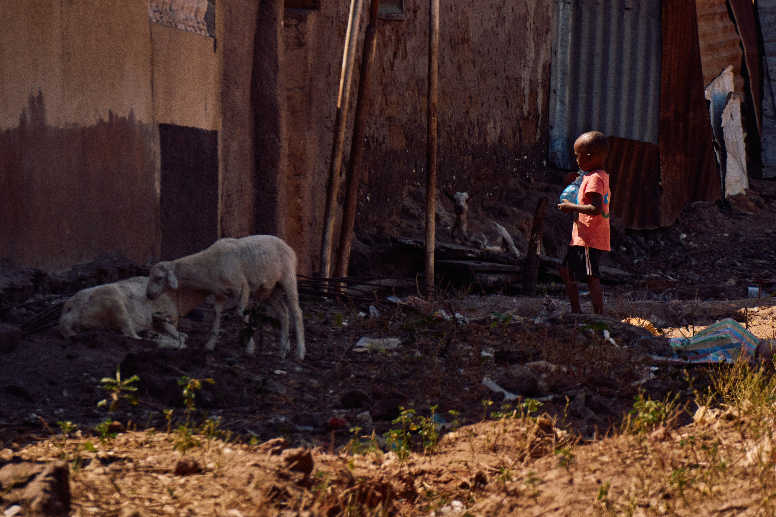 Gambia River. See the moment and catche. commercial and reportage
