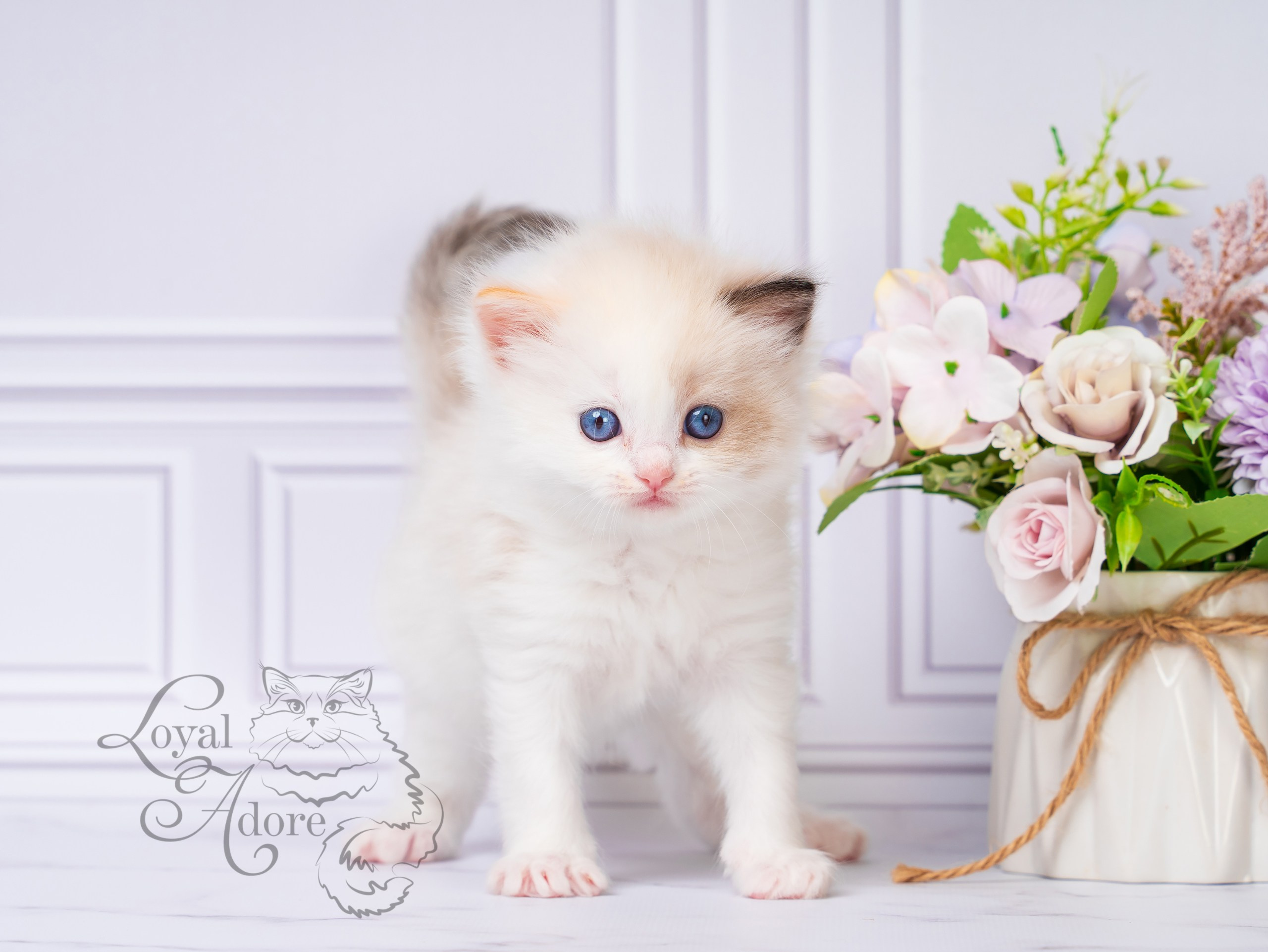 Котята рэгдолл от Loyal Adore. Питомник рэгдолл Loyal Adore