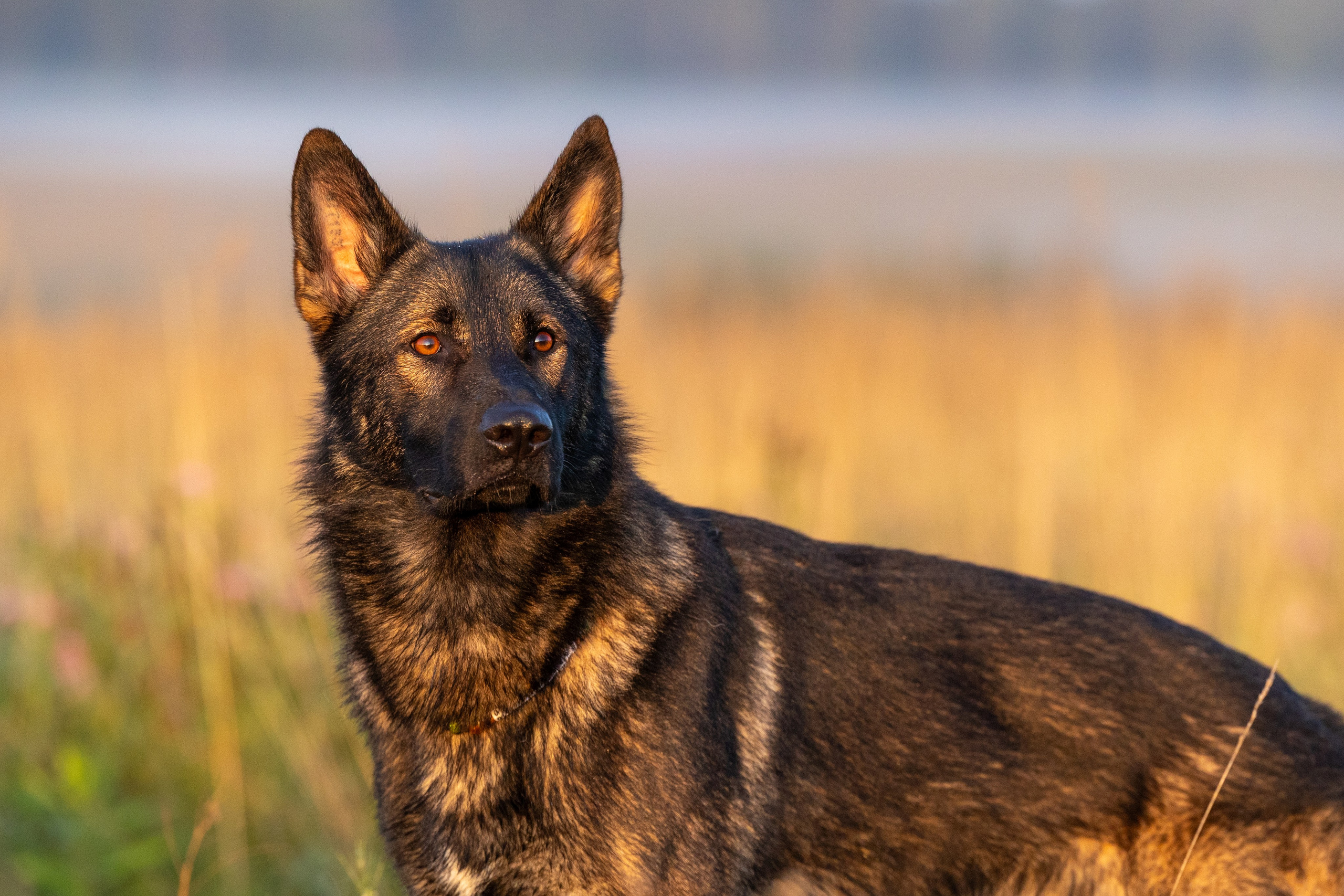 Немецкие овчарки Кетчер и Роскошь. Фотограф-анималист Natalia Deingel | Фотосъемка собак в Москве