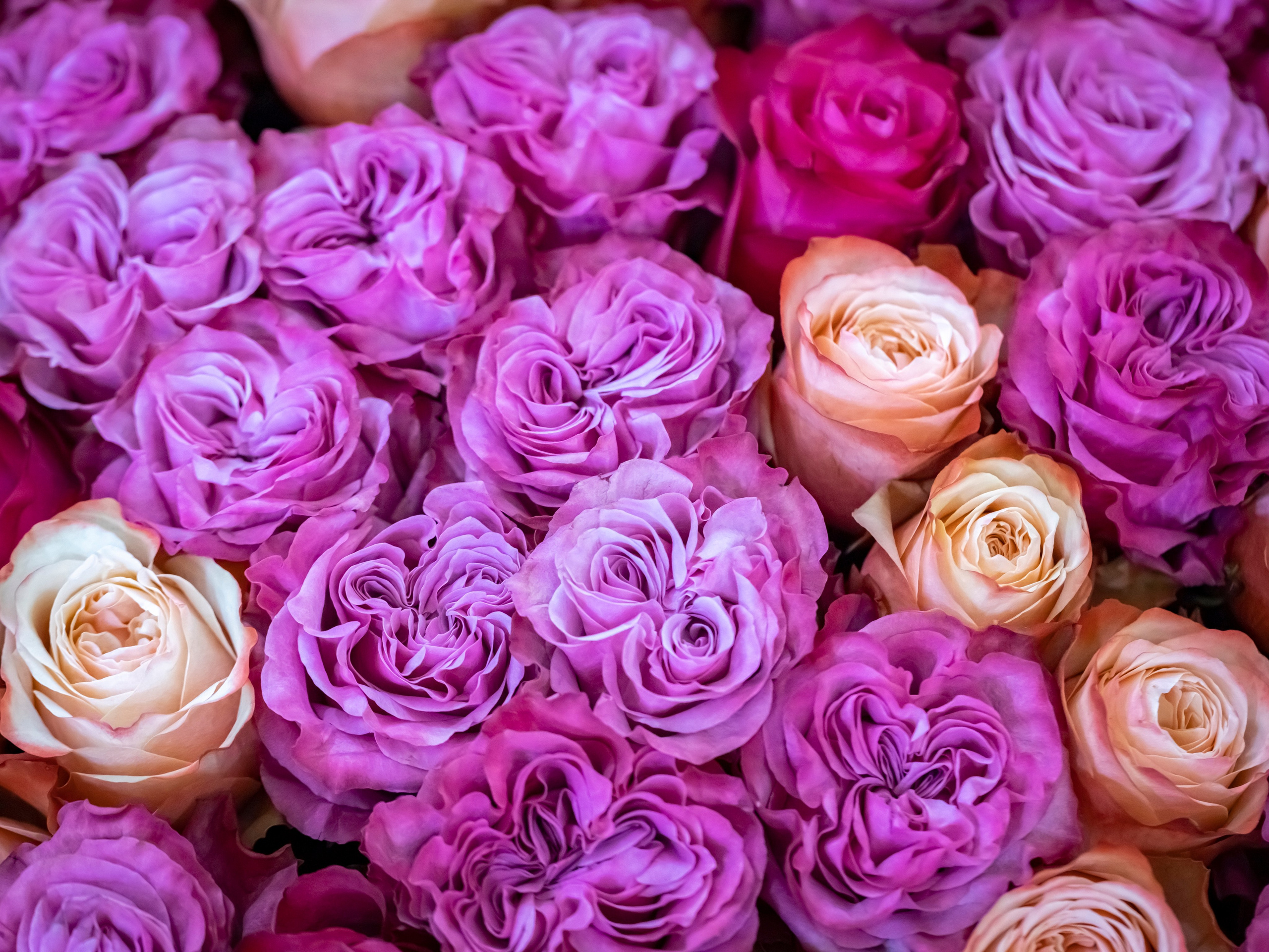 Цветы-Экспо 2023. Фотосессии и репортаж — Фотограф в Москве — Рина Серёгина