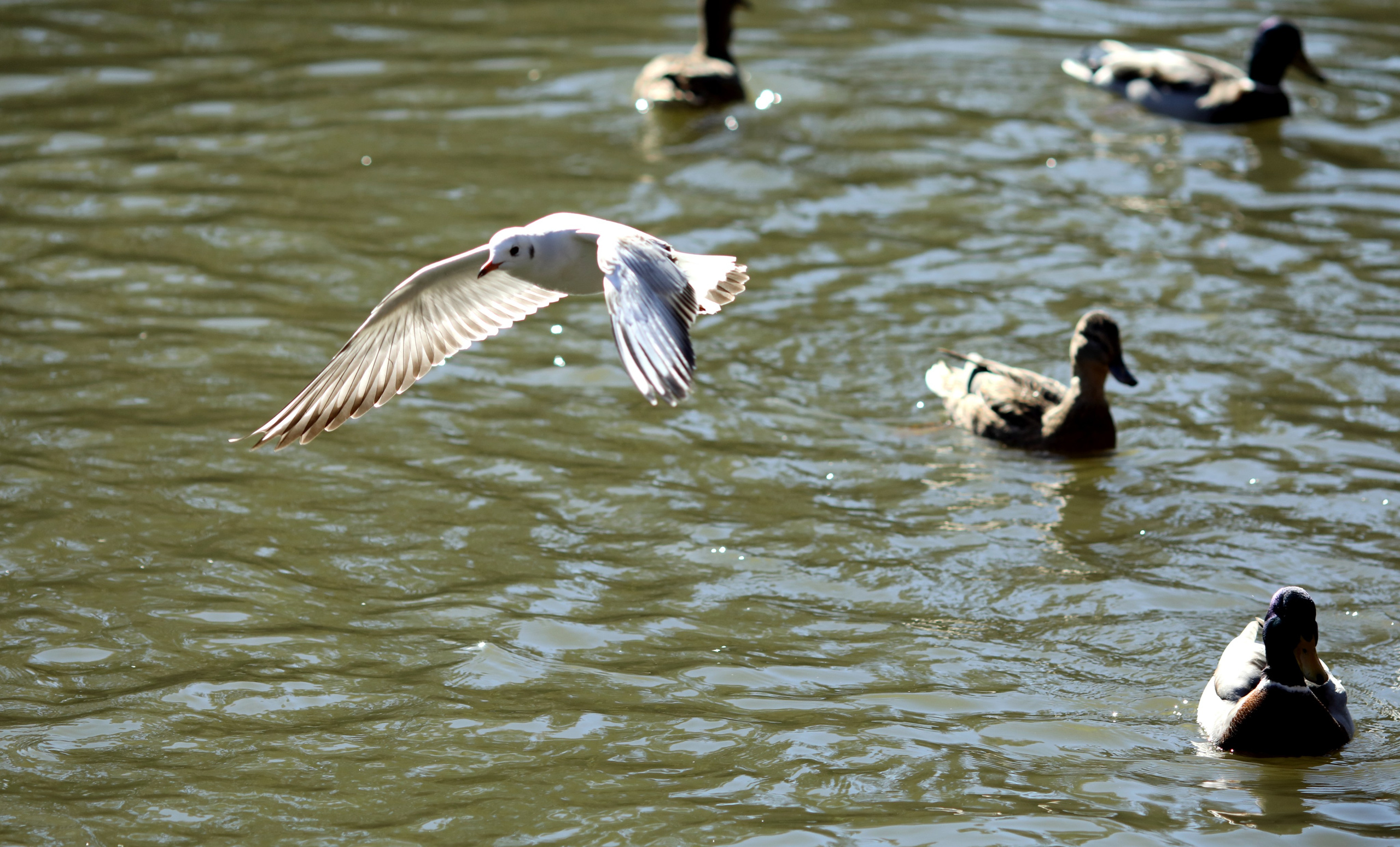 Птицы и животные южного региона. Фото-художник и Репортажный фотограф Николаев Александр Алексеевич
