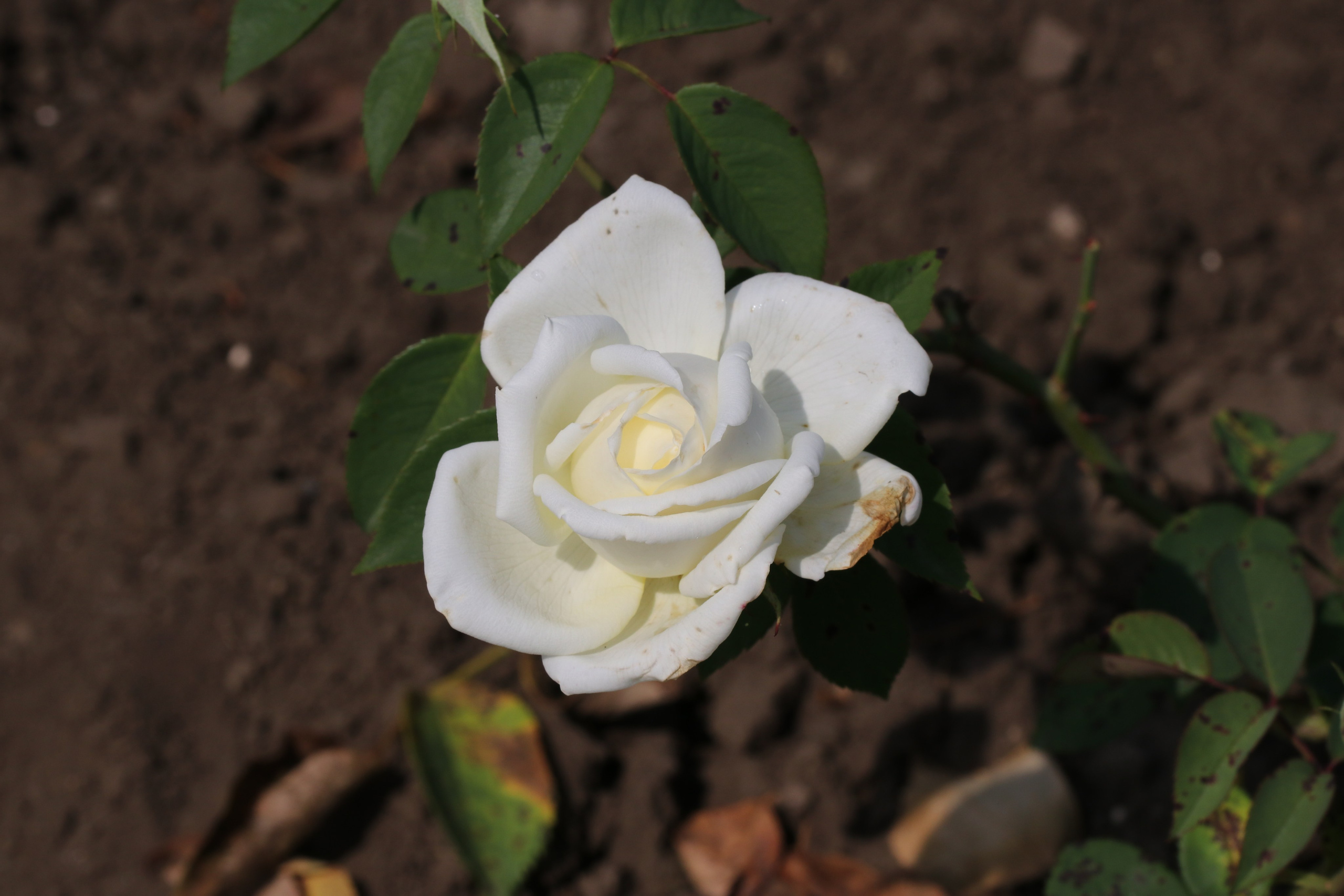 Долина роз в Кисловодске. Фото-художник и Репортажный фотограф Николаев Александр Алексеевич