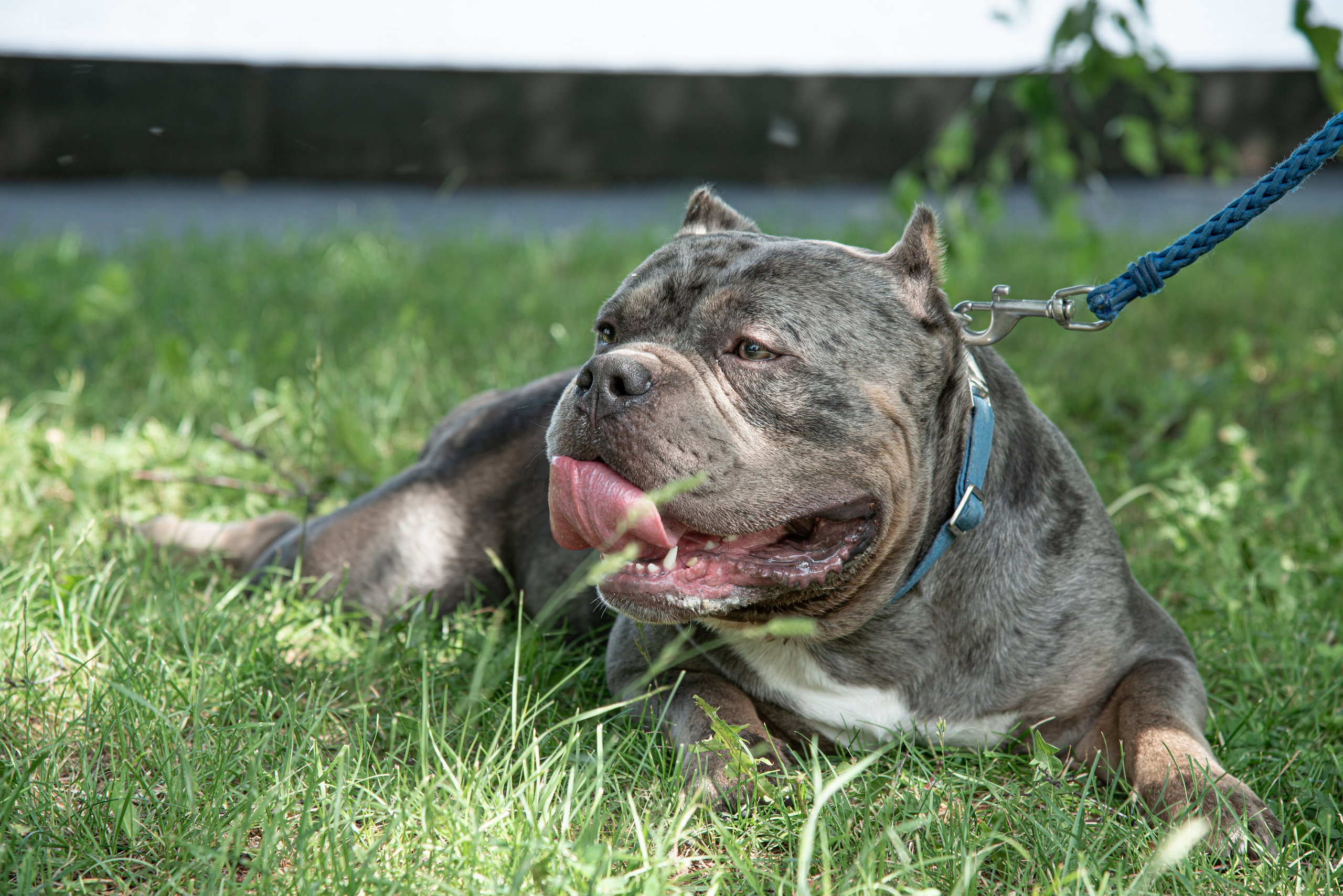 Dog. Фотография — это миг, который фиксирует вечность