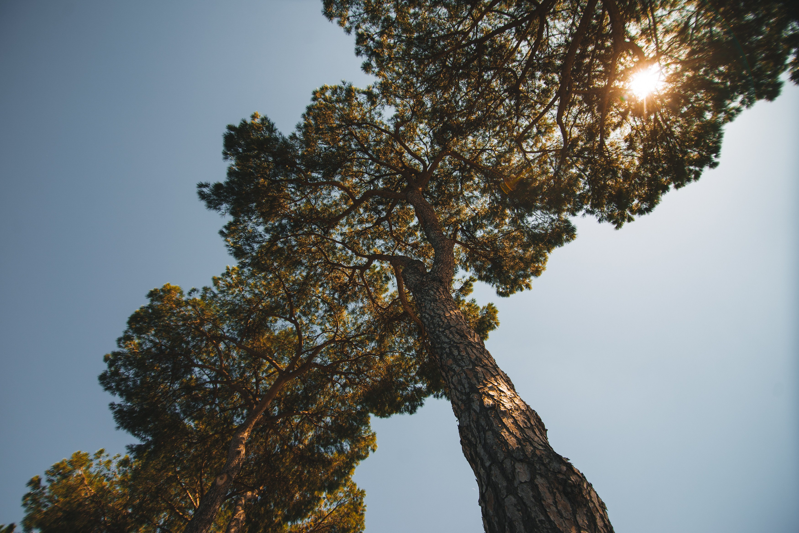 Свадебный фотограф Новосибирск