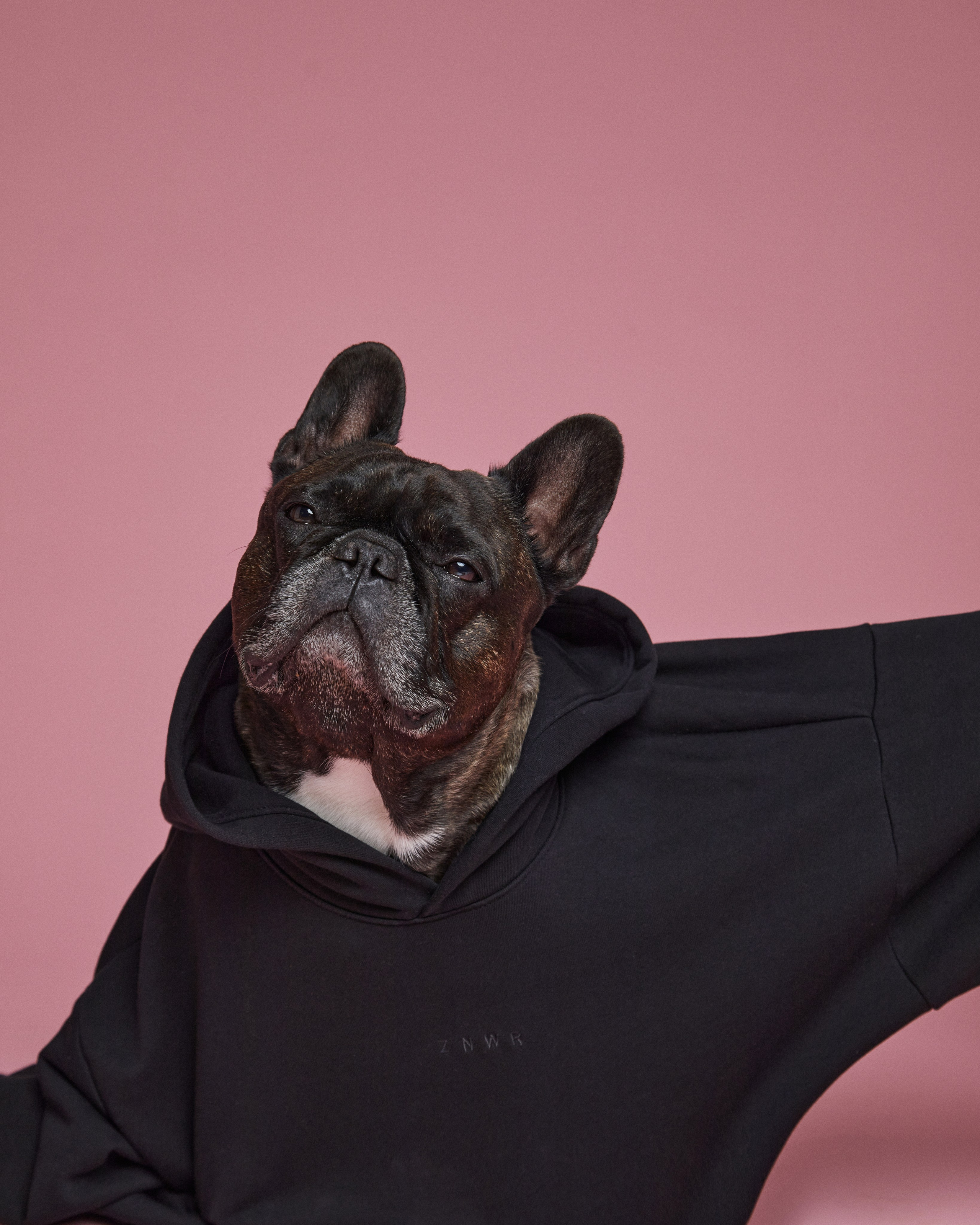 Pets Photography / Фотограф Собак