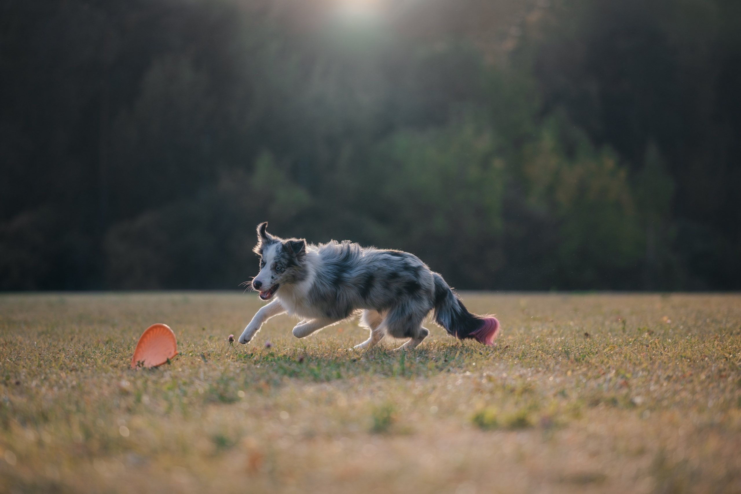 Бордерколли и фрисби. Фотограф Анималист в Москве Анастасия Жучкова