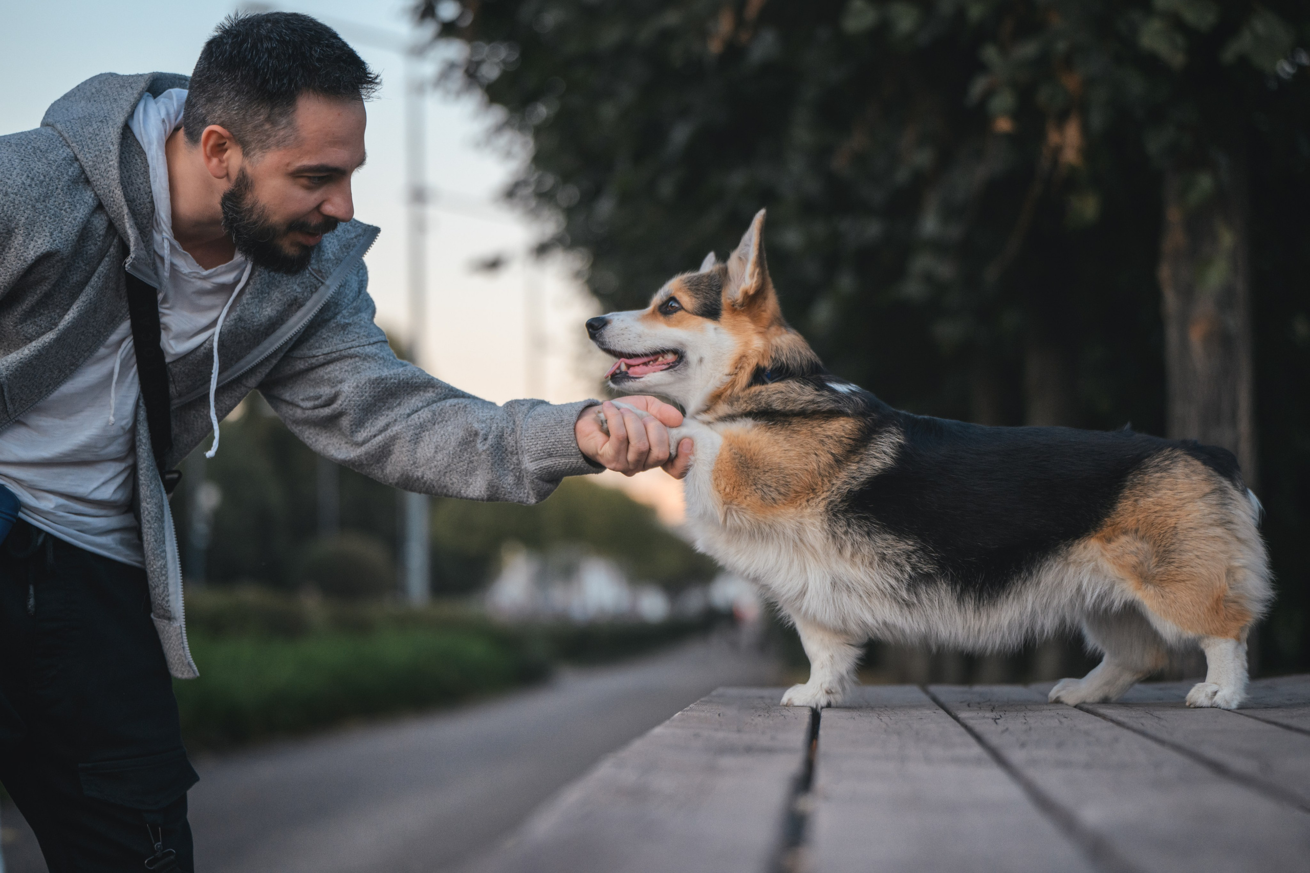 Ева, Леша и Лаванда. Фотограф Анималист в Москве Анастасия Жучкова